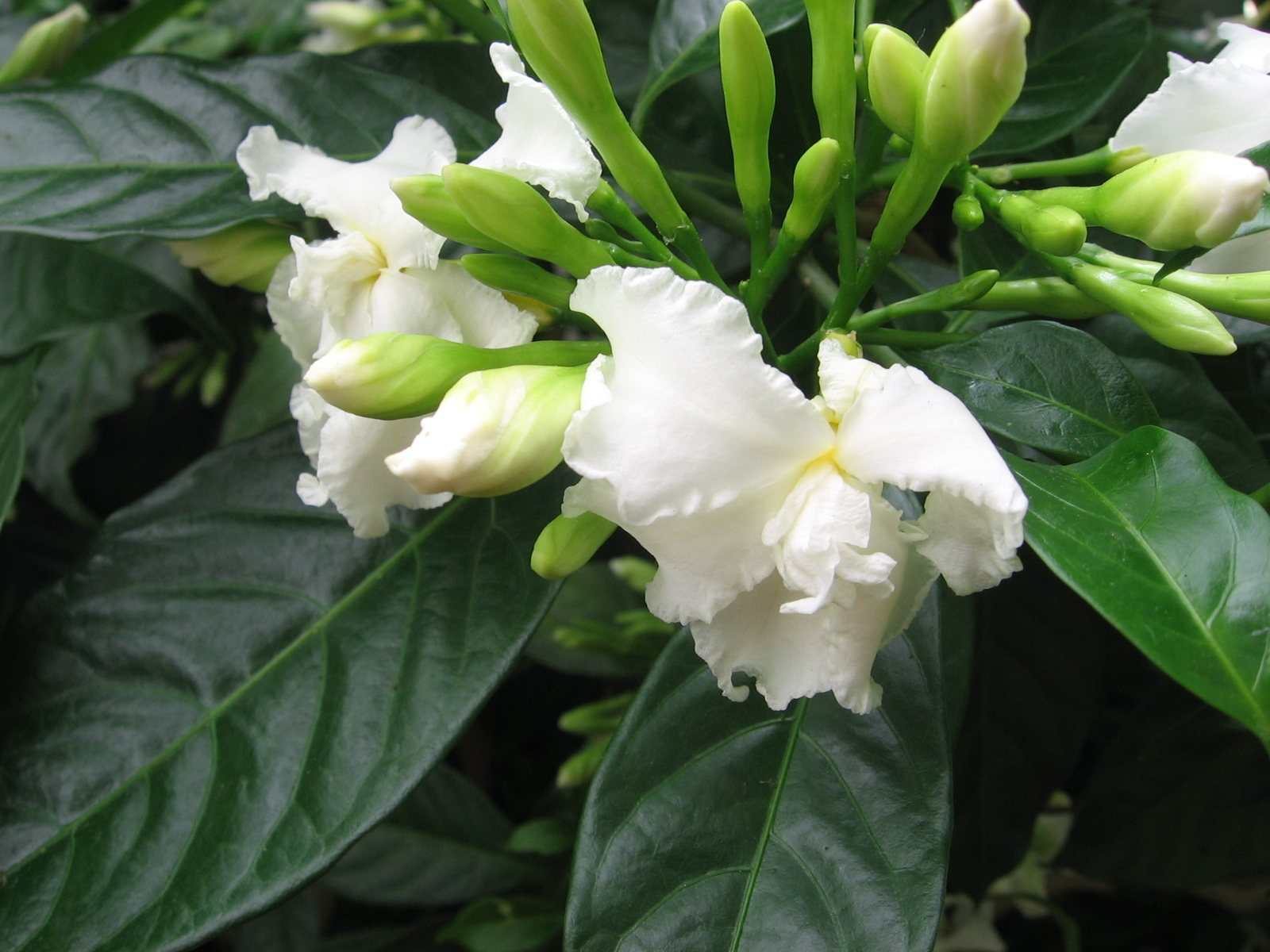 Crepe jasmine