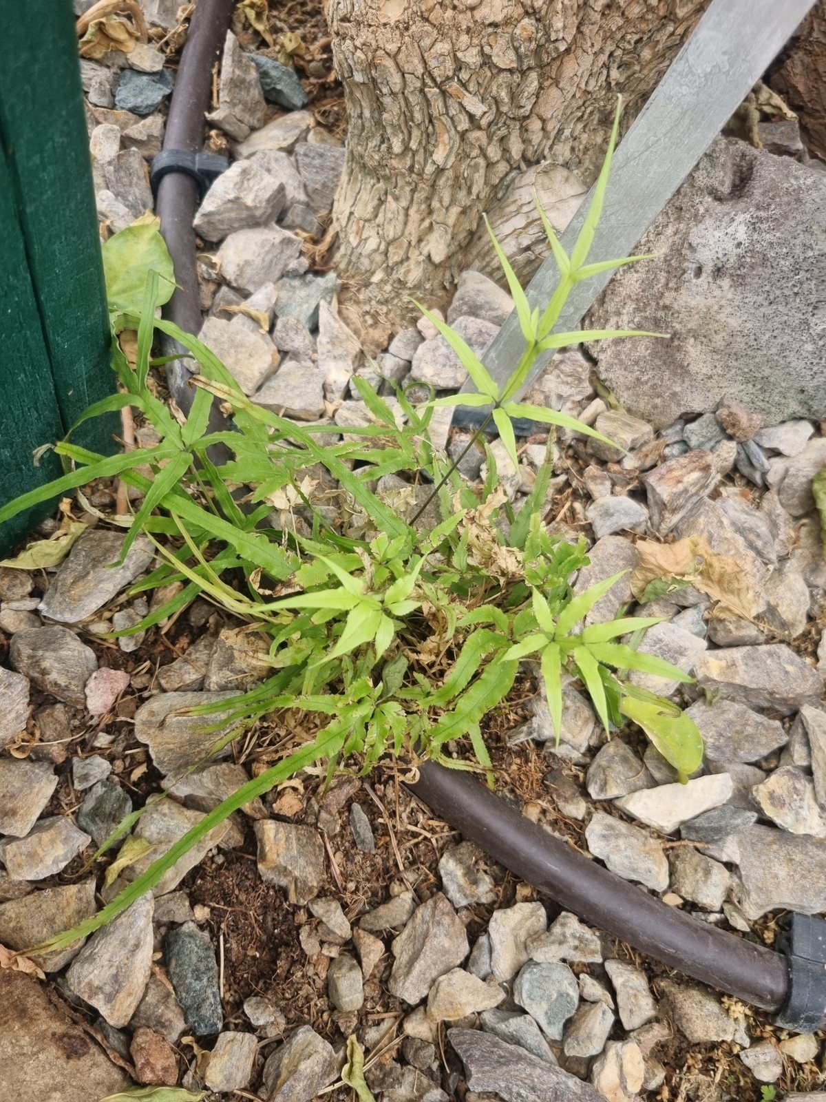 Cretan brake fern
