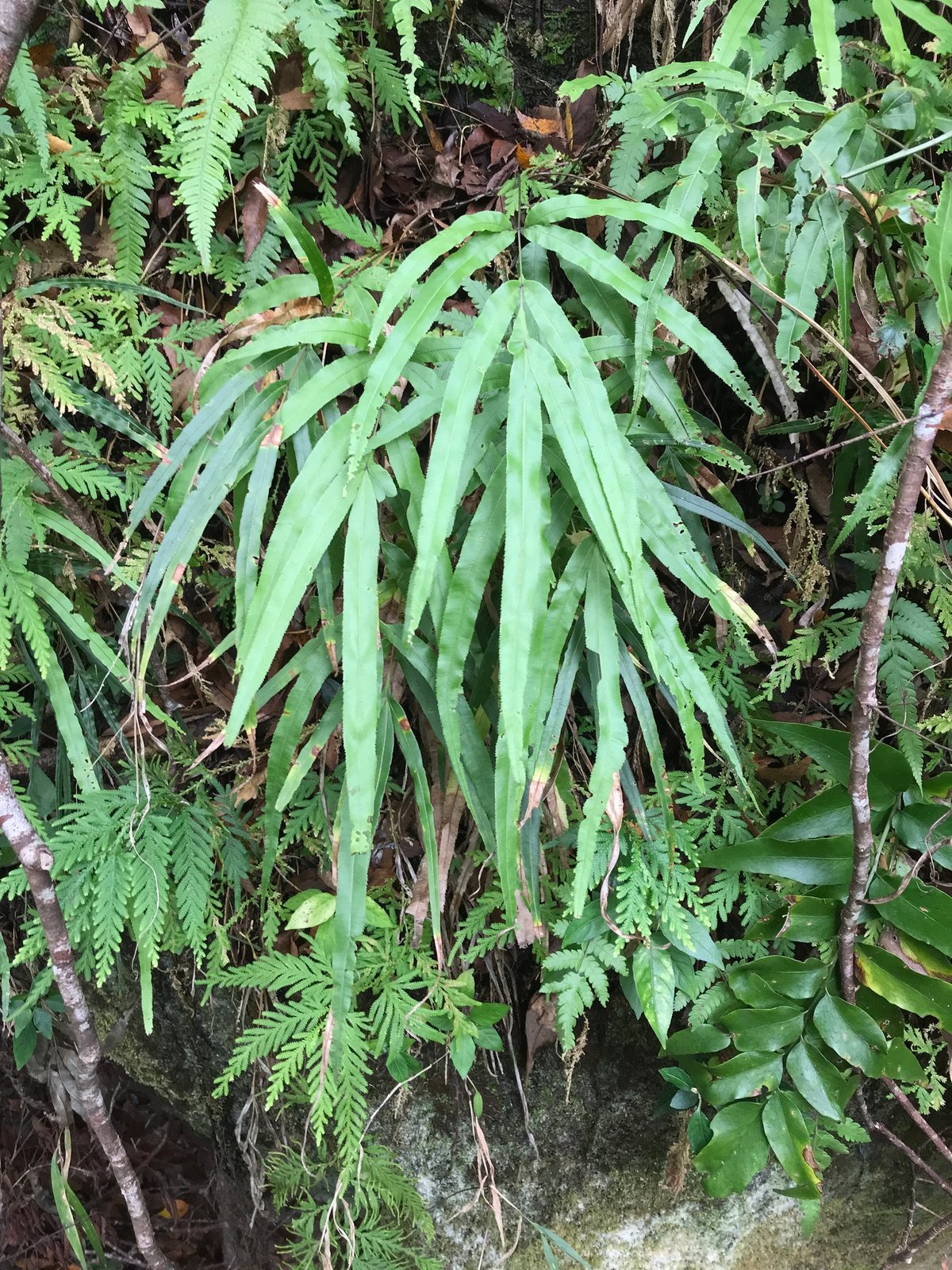 Cretan brake fern