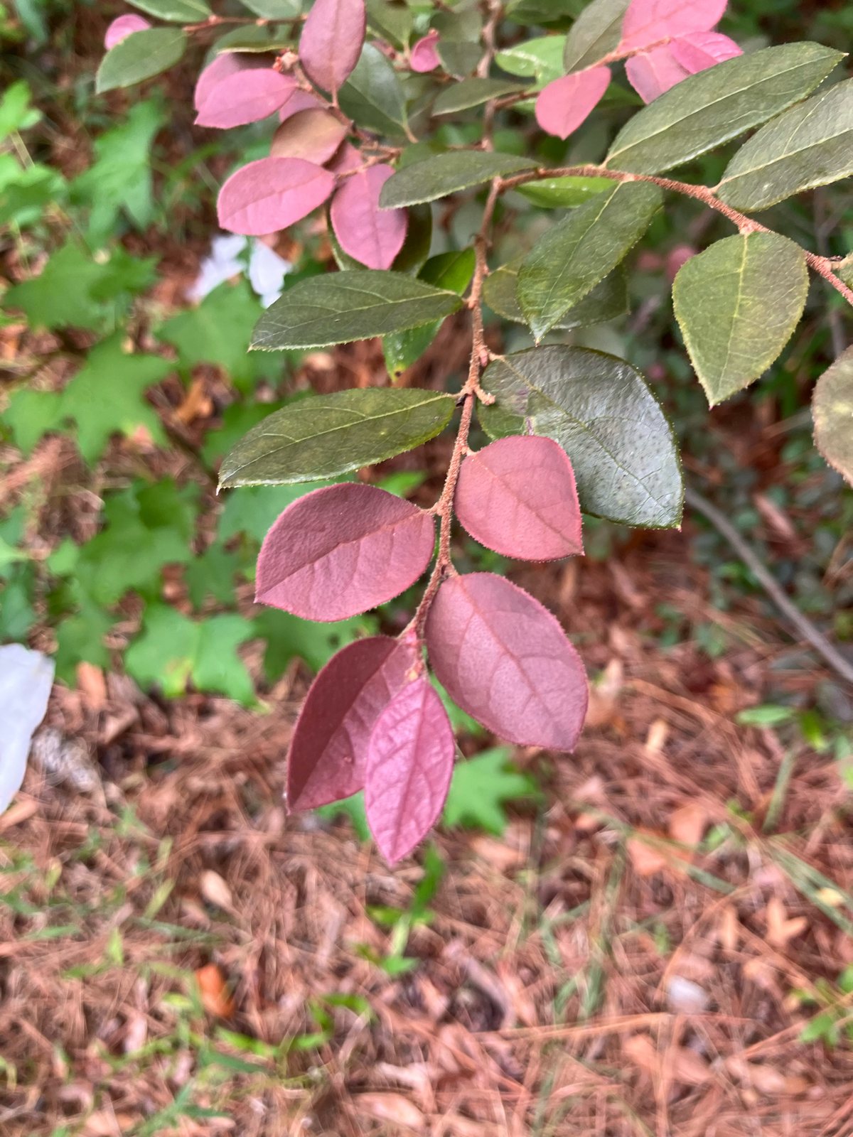 Crimson Fire loropetalum