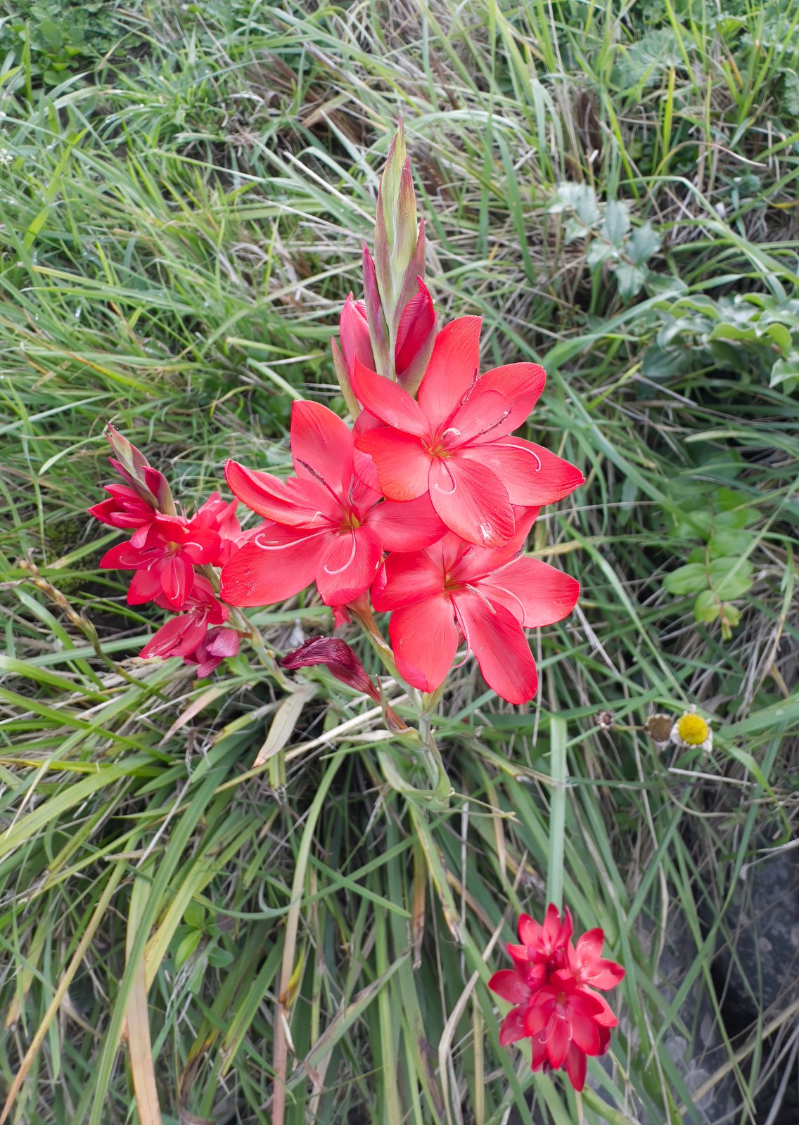 Crimson flag lily