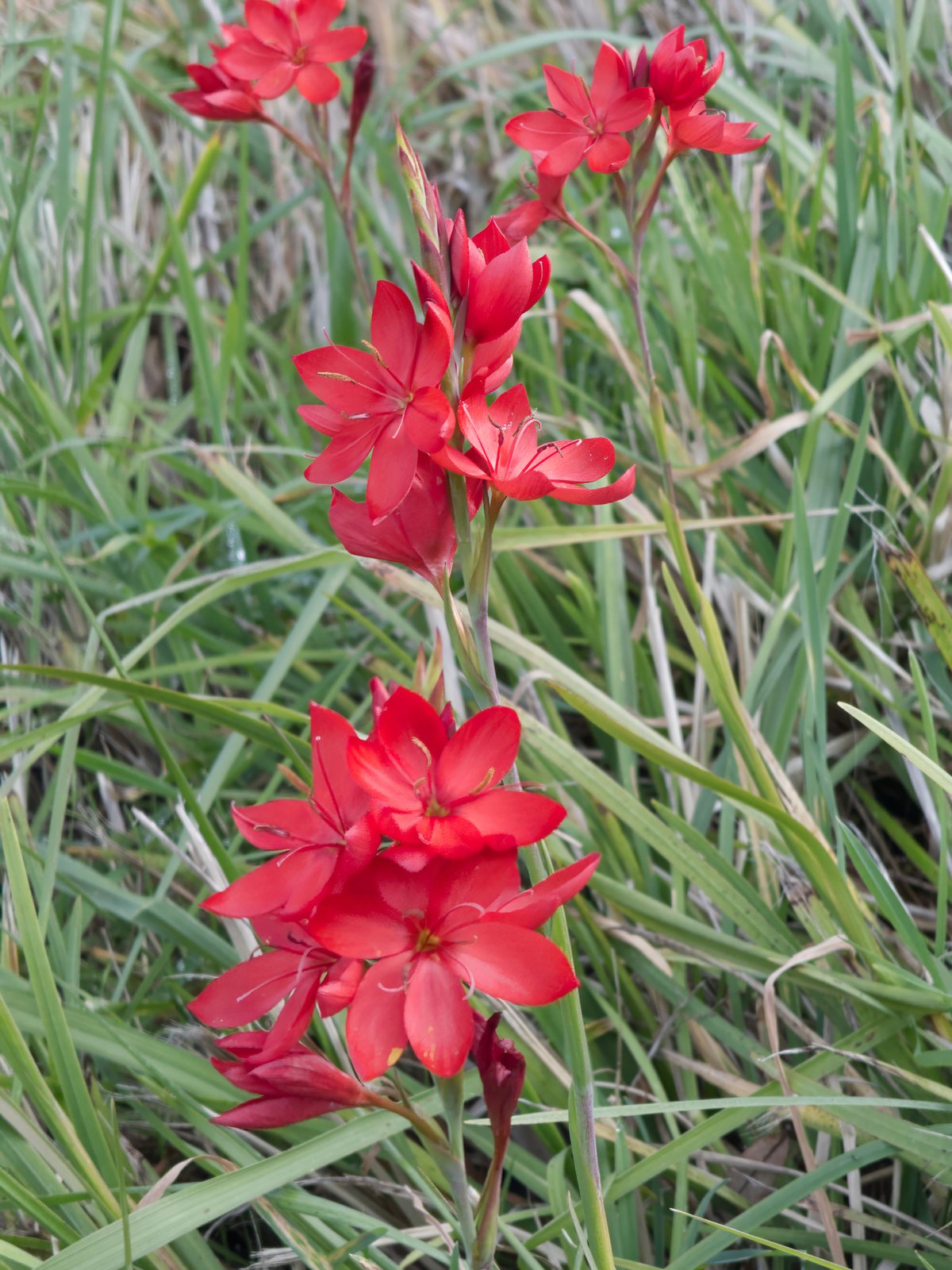 Crimson flag lily