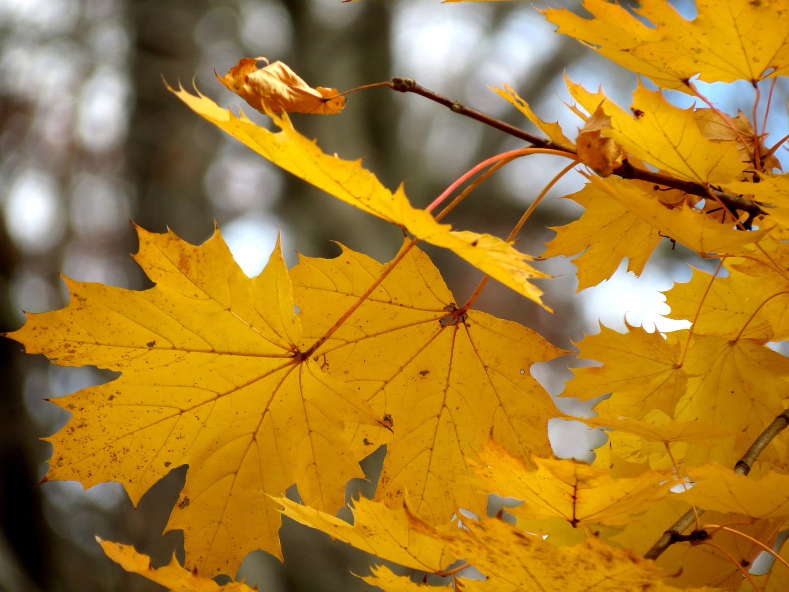 Crimson King maple