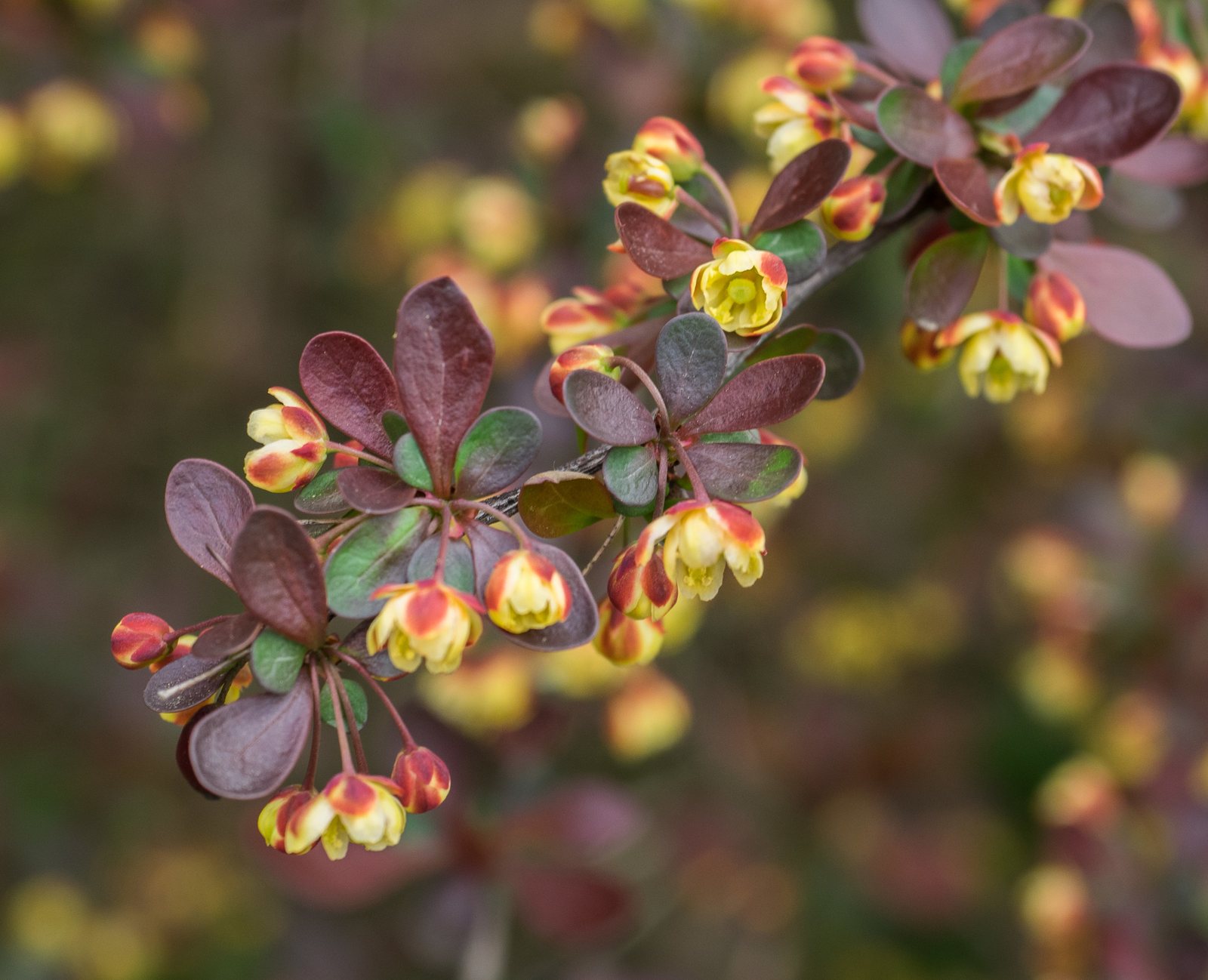 Crimson Pygmy barberry