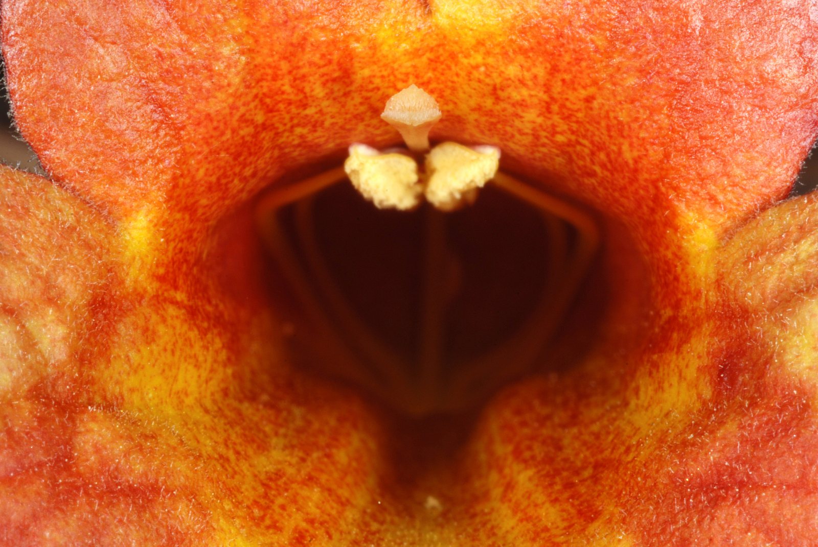 Crossvine