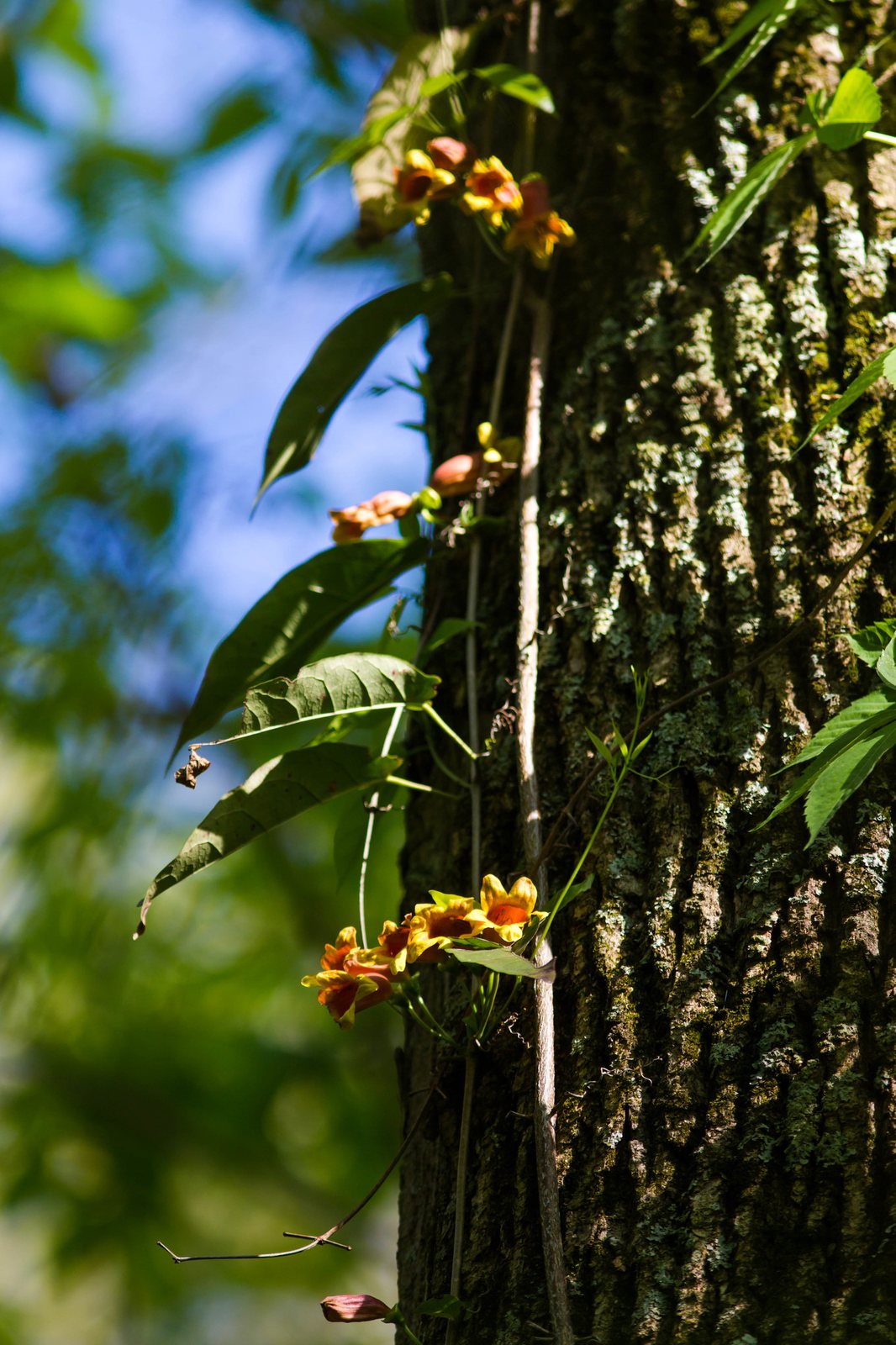 Crossvine
