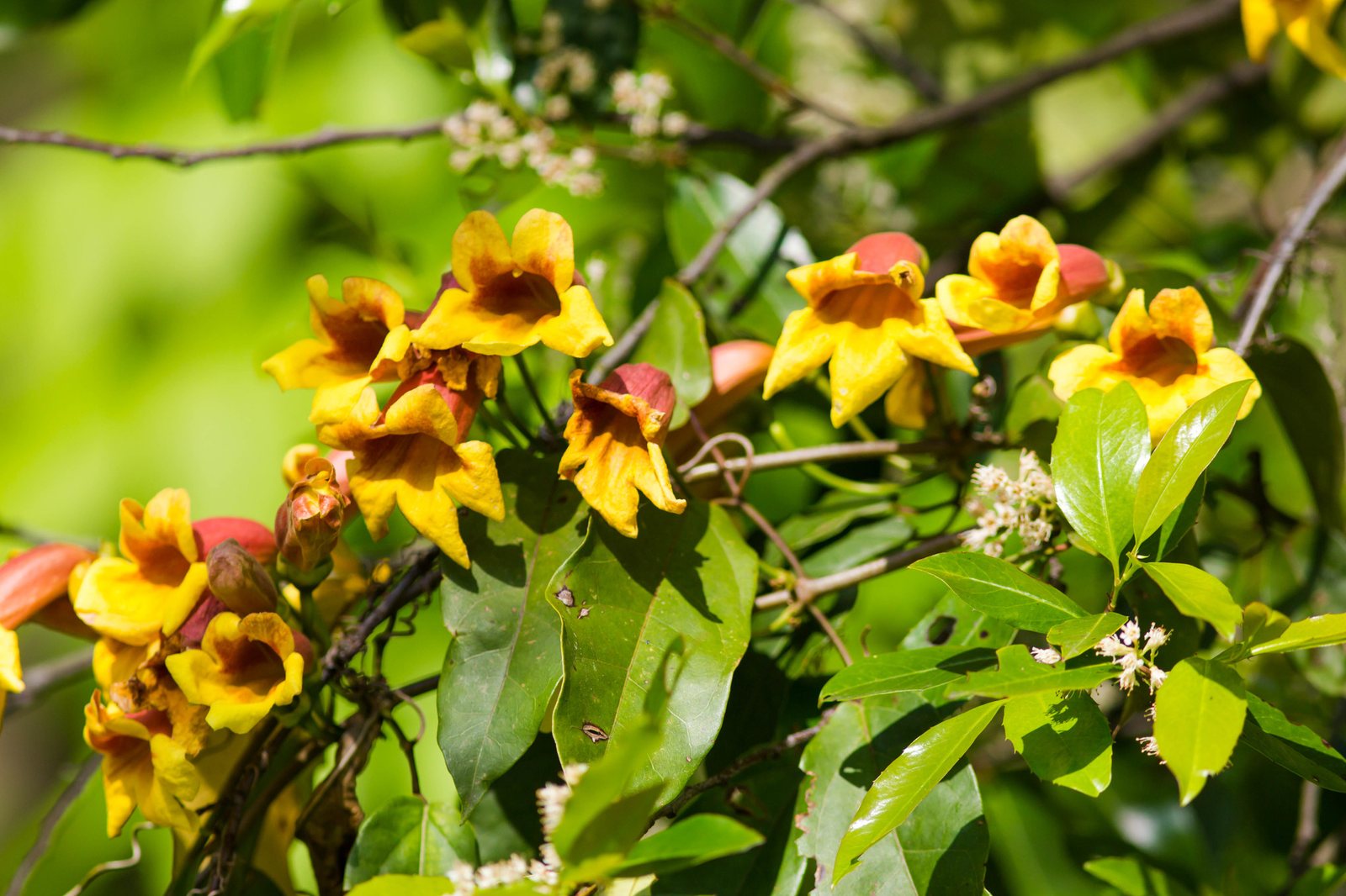 Crossvine