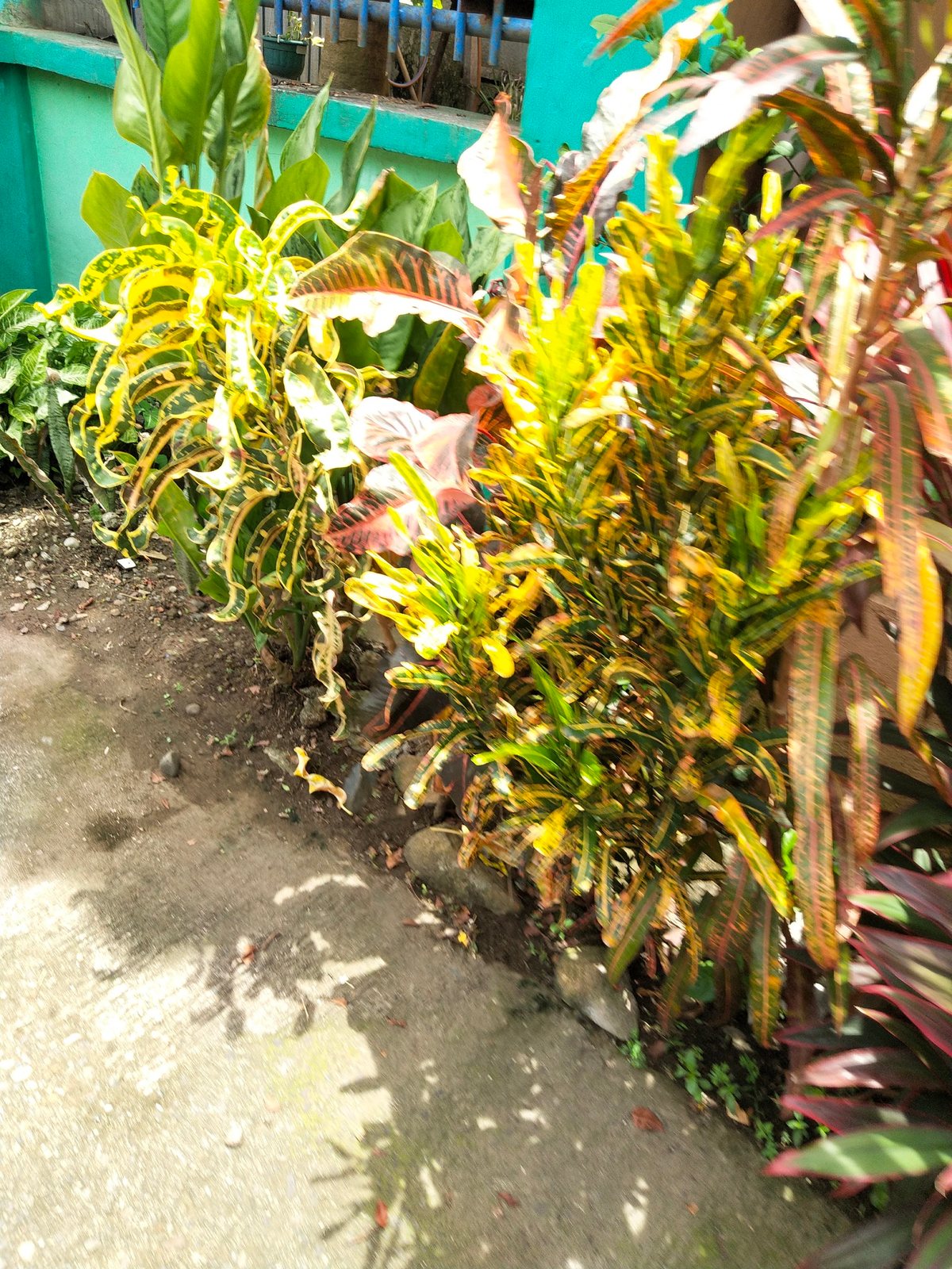 Croton