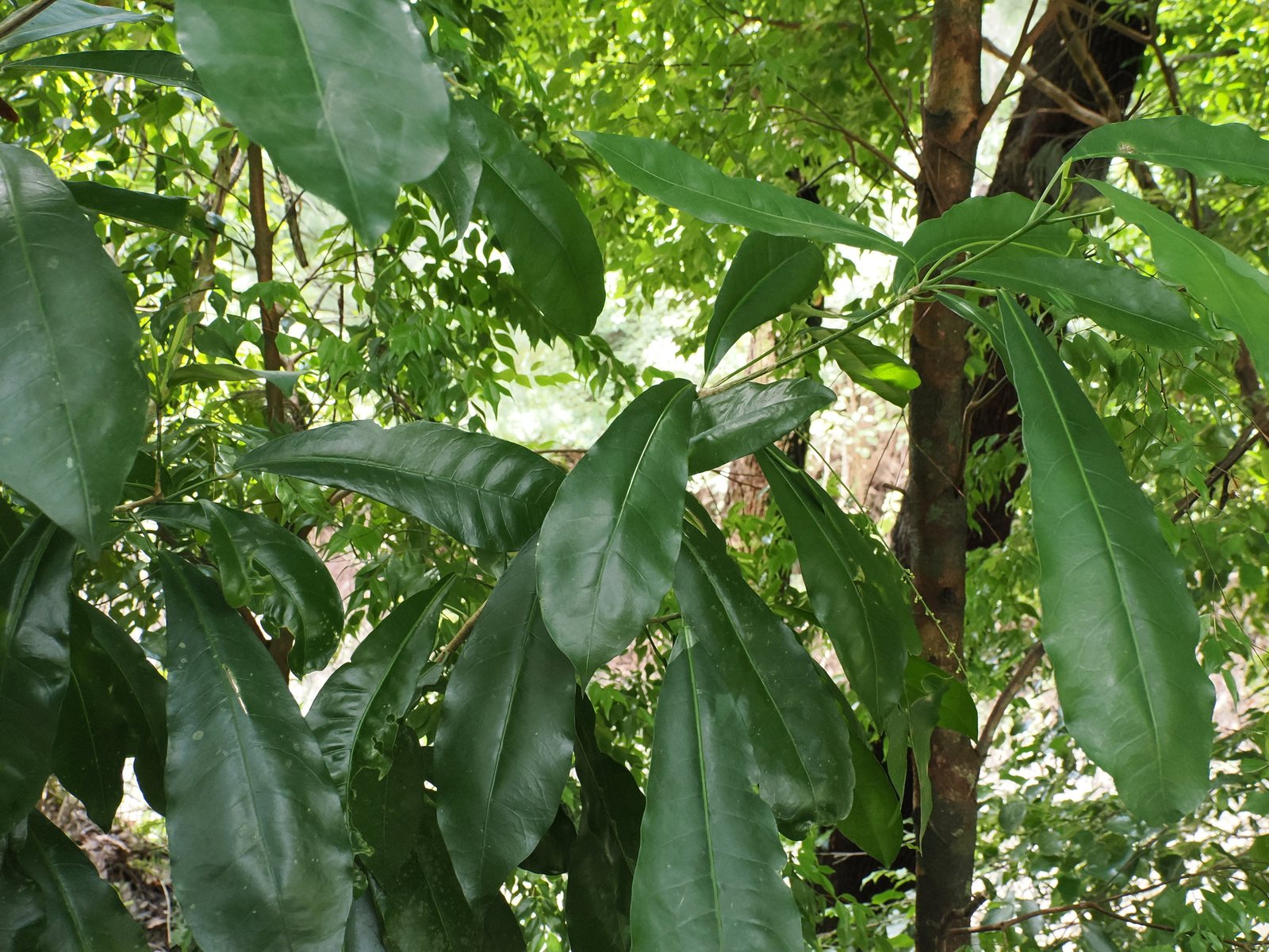 Croton