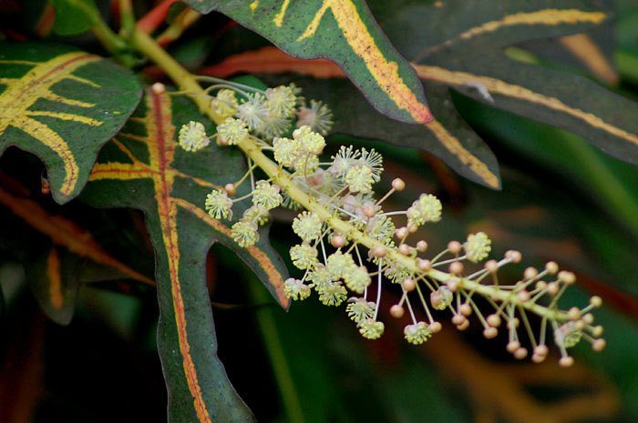 Croton Mammy