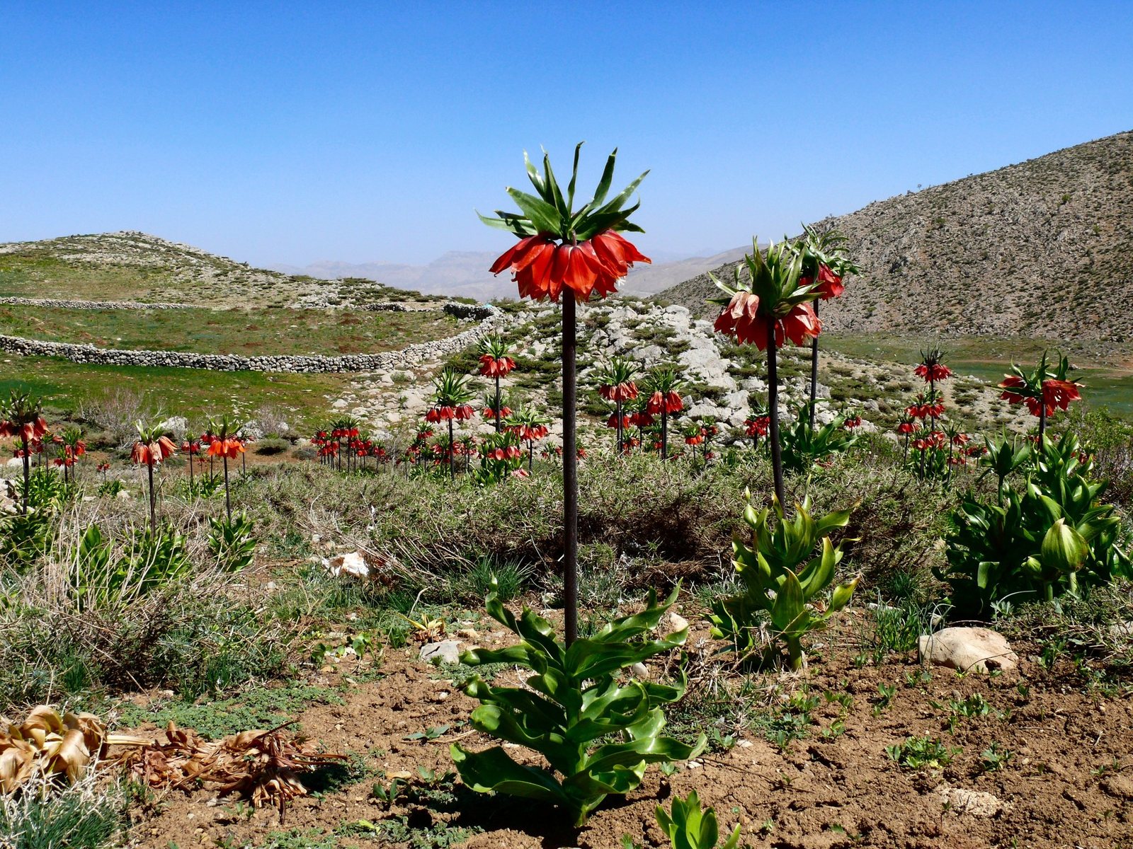 Crown imperial