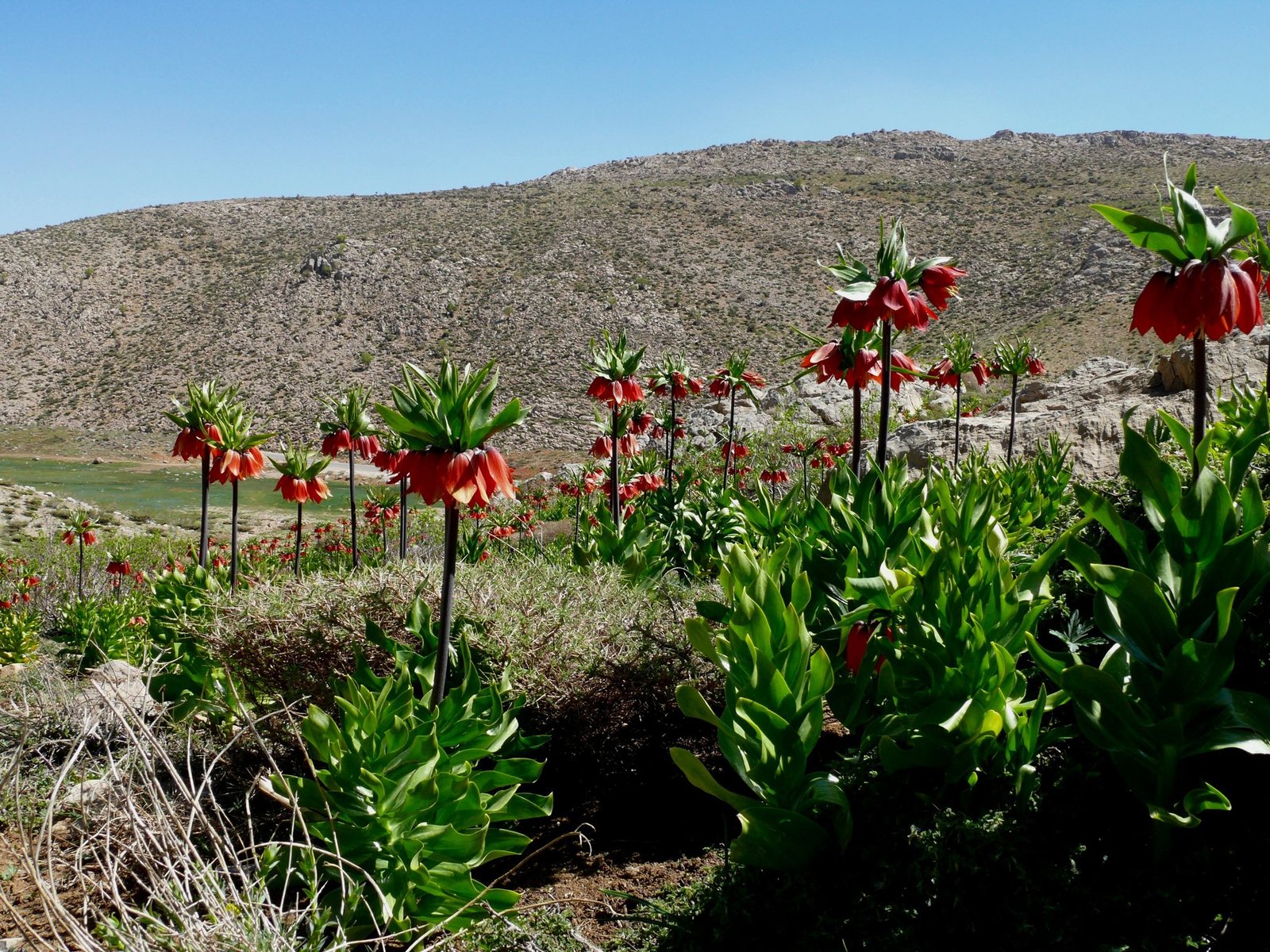 Crown imperial