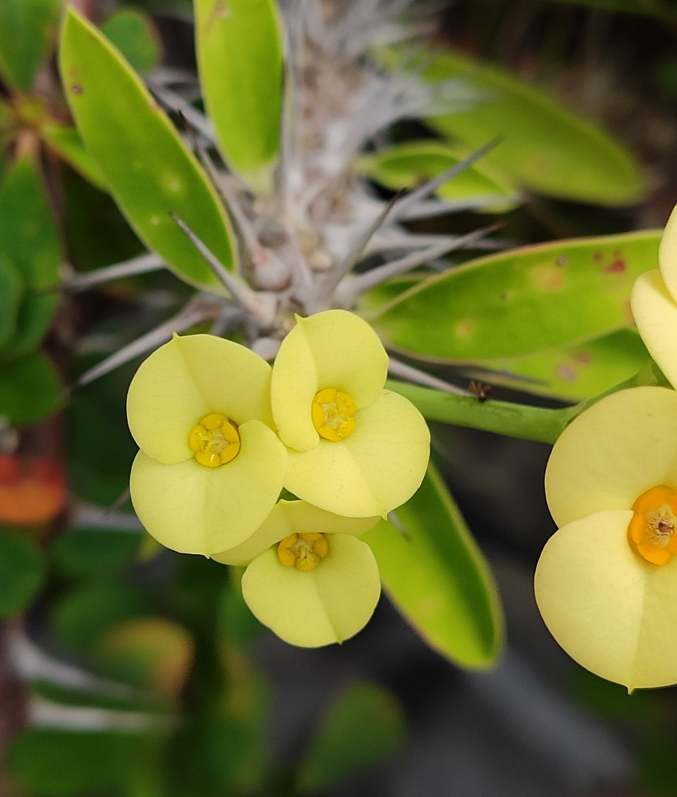 Crown of thorns