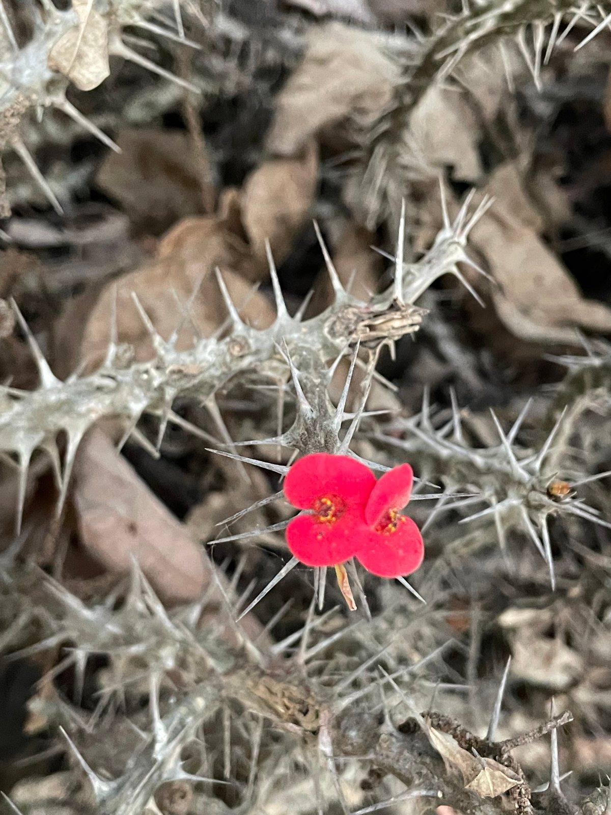 Crown of thorns