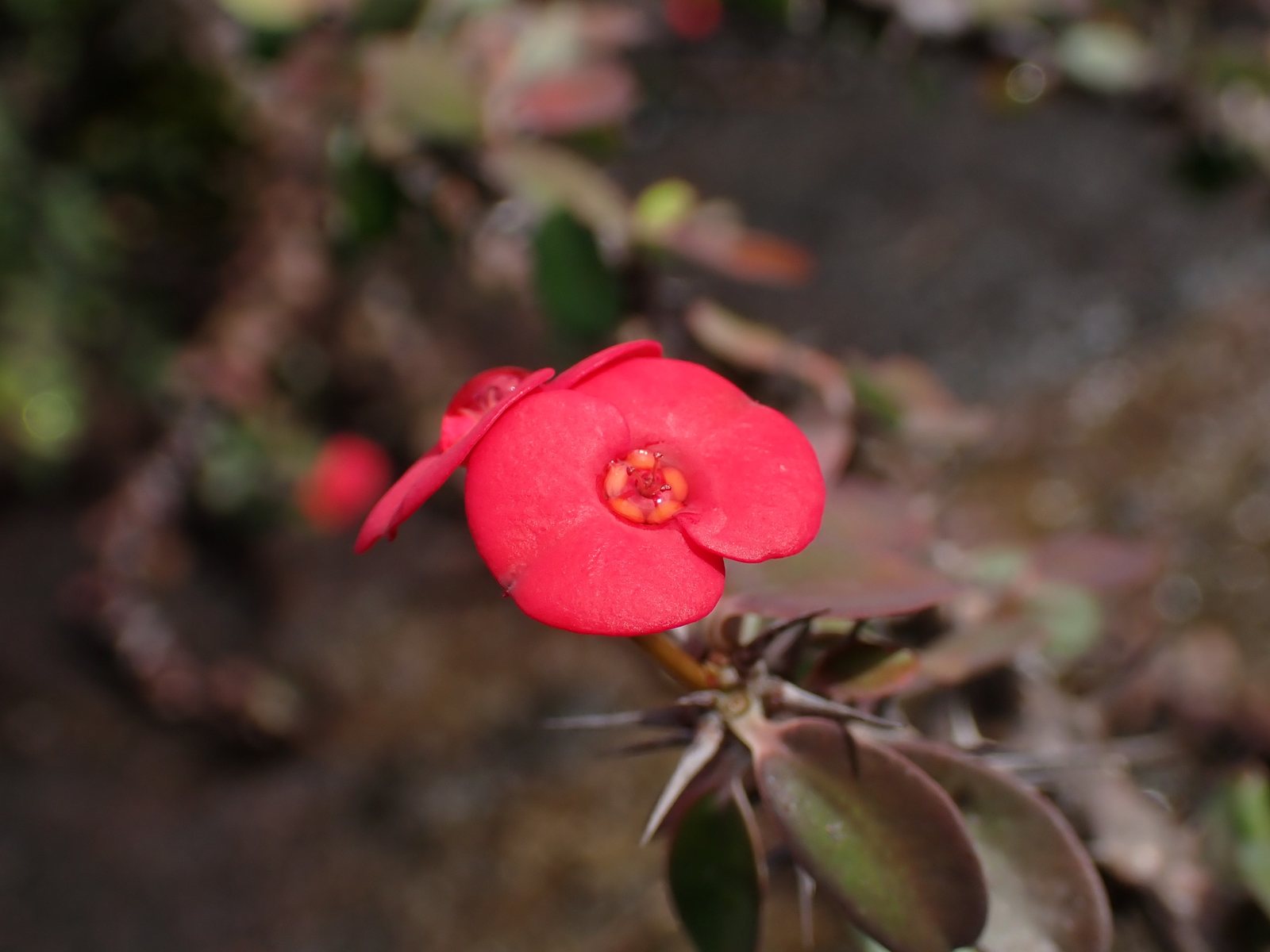 Crown of thorns