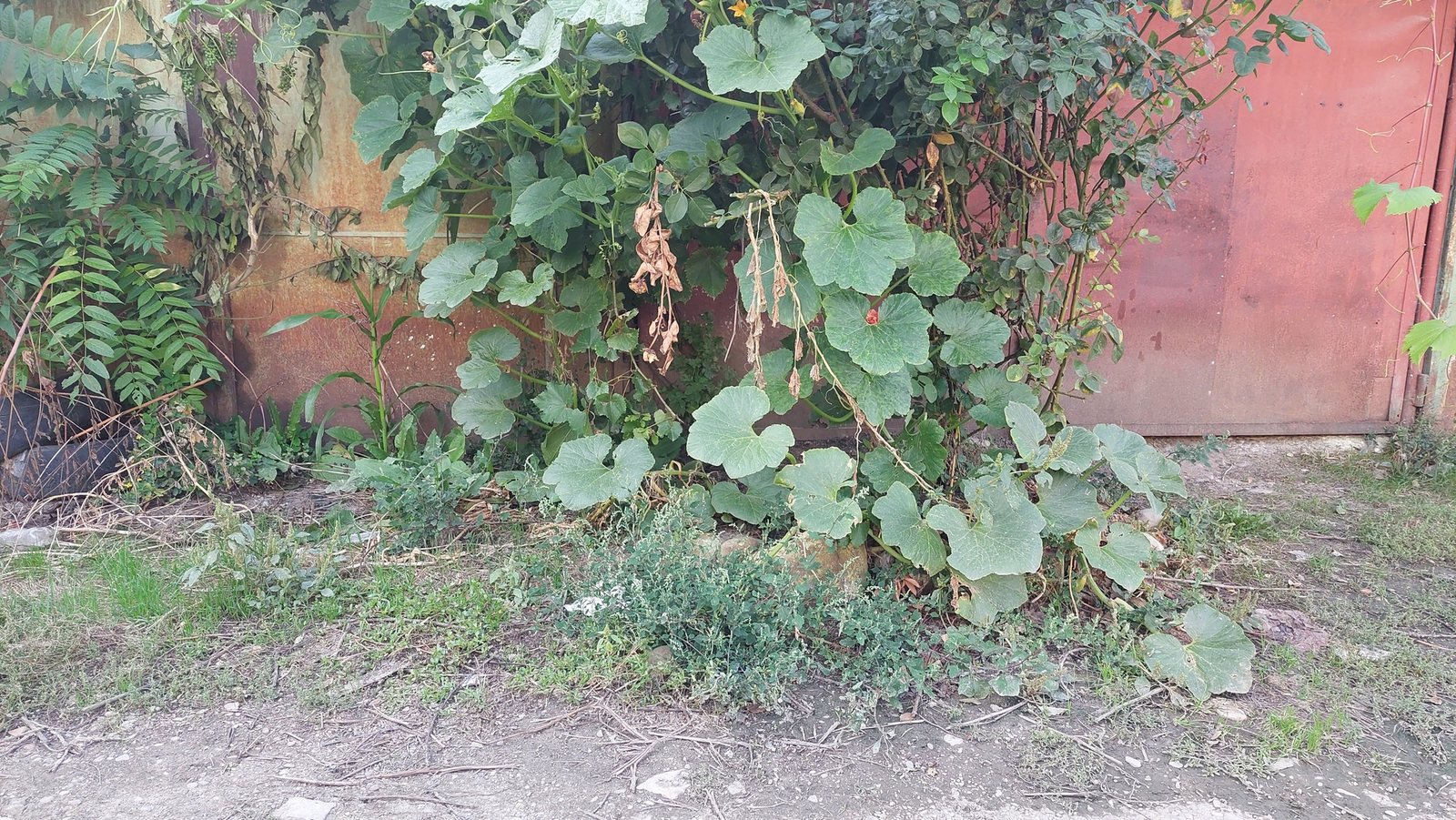 Crown Prince squash