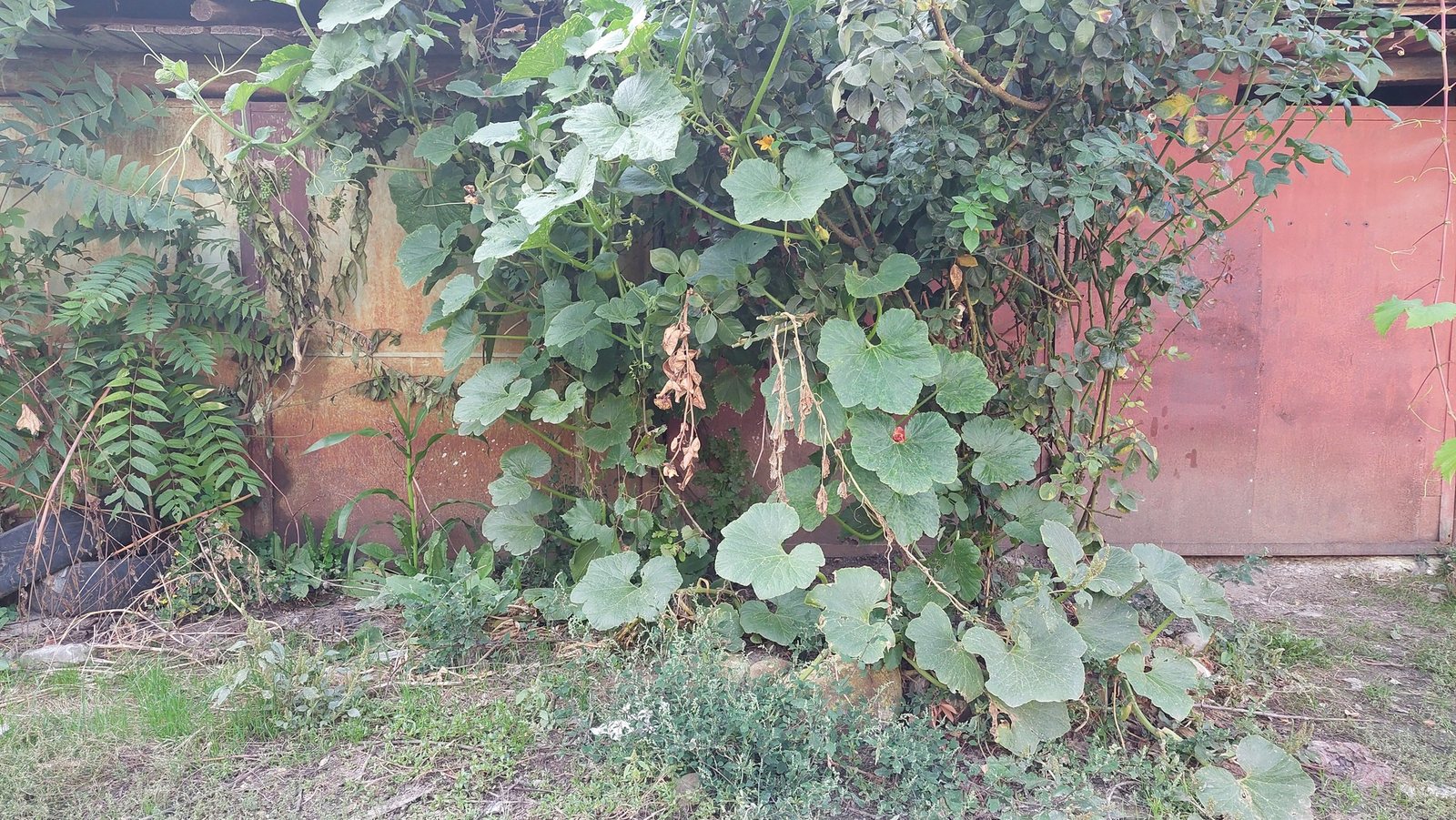 Crown Prince squash