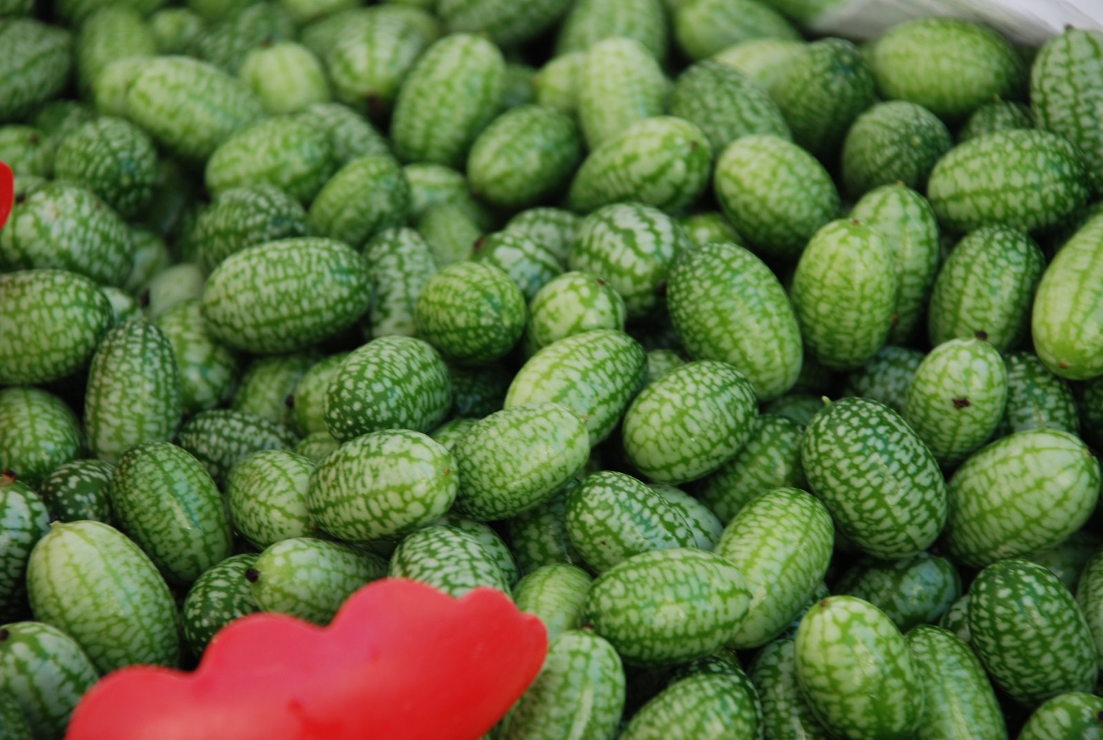 Cucamelon