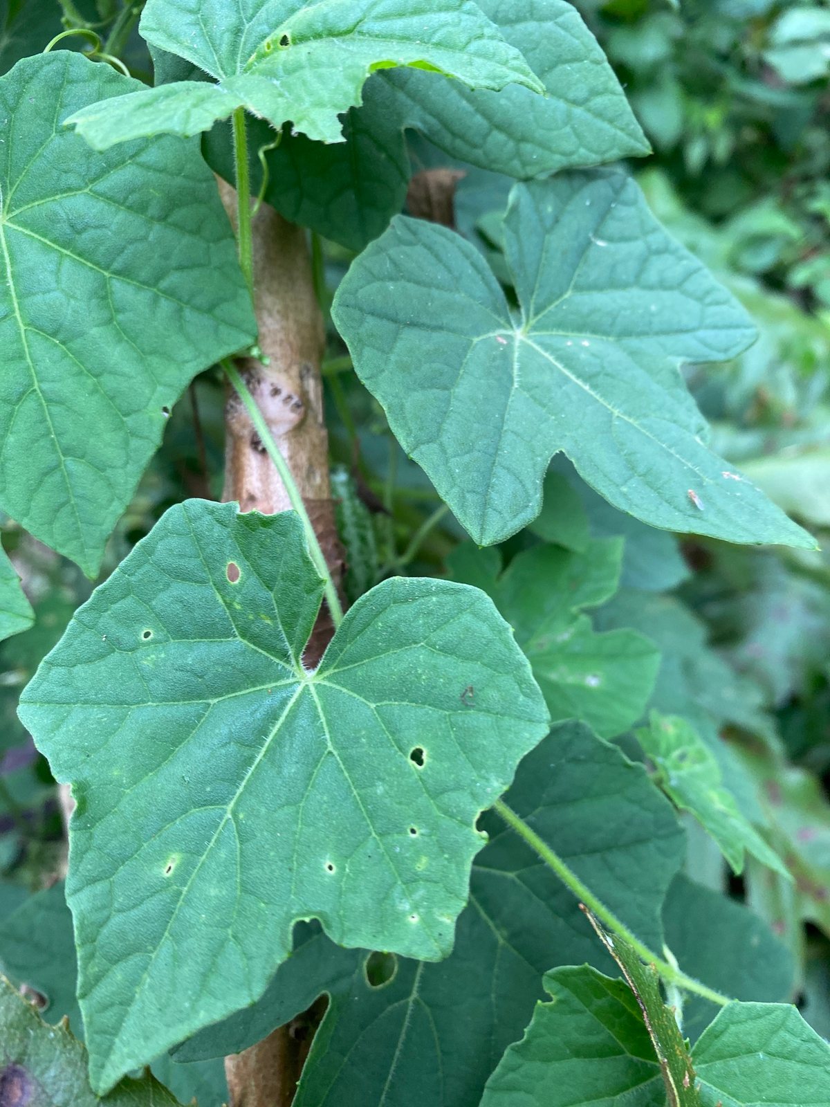 Cucamelon