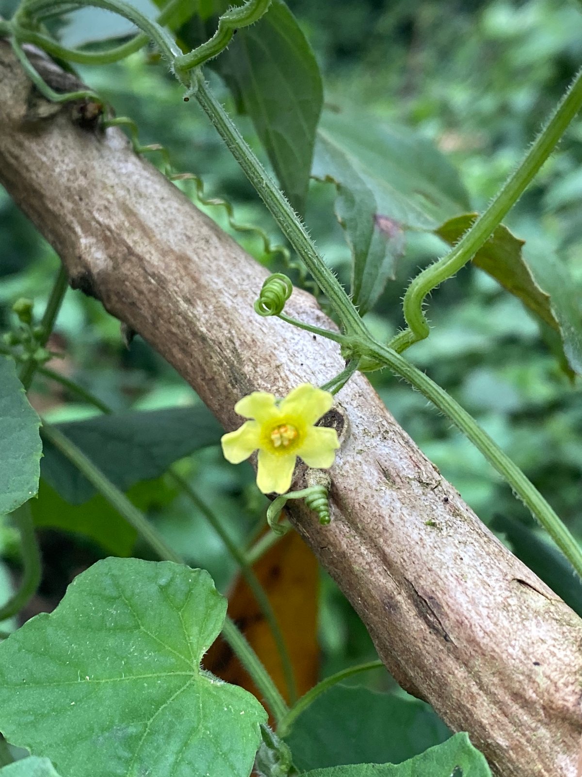 Cucamelon
