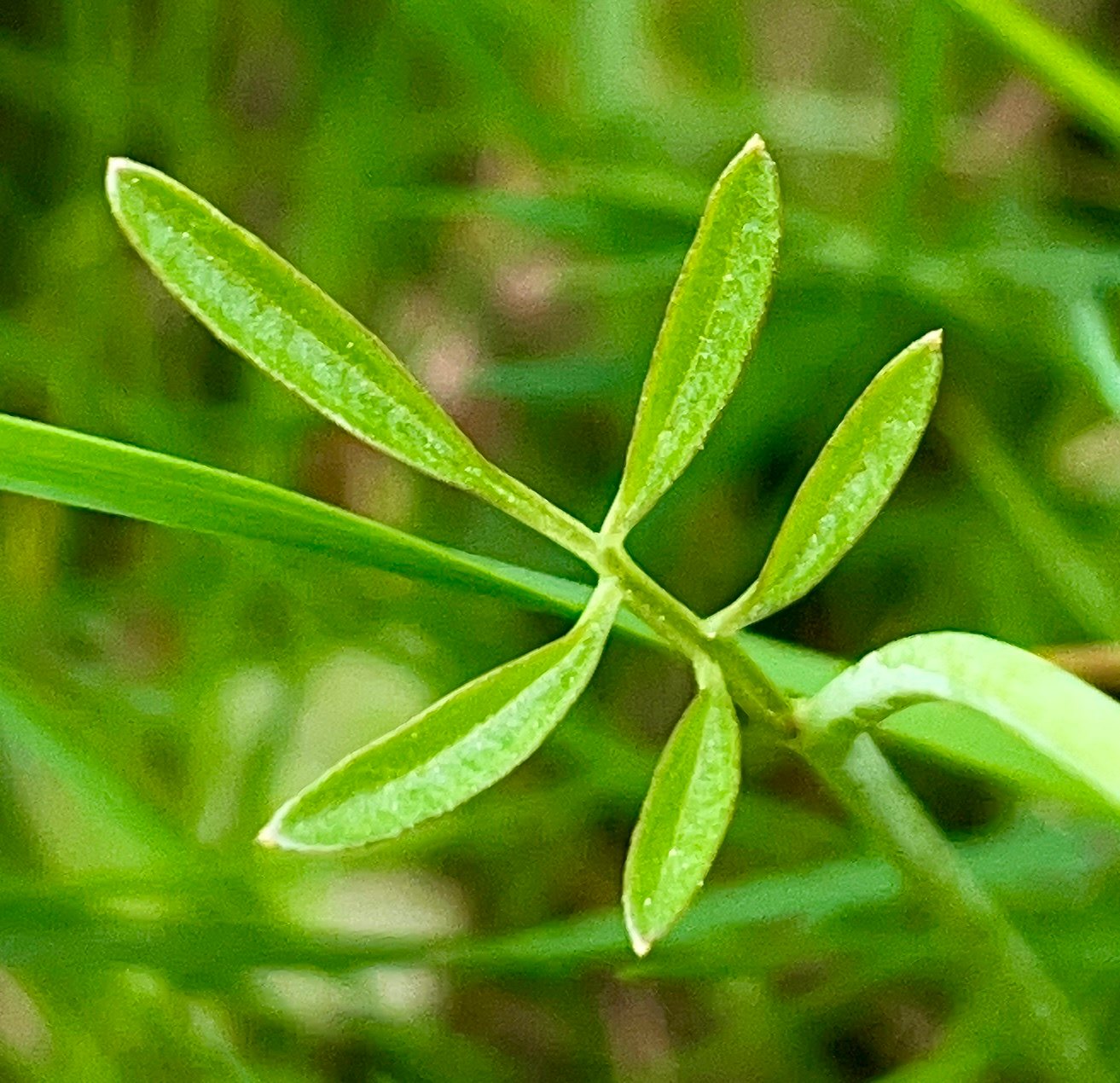 Cuckooflower