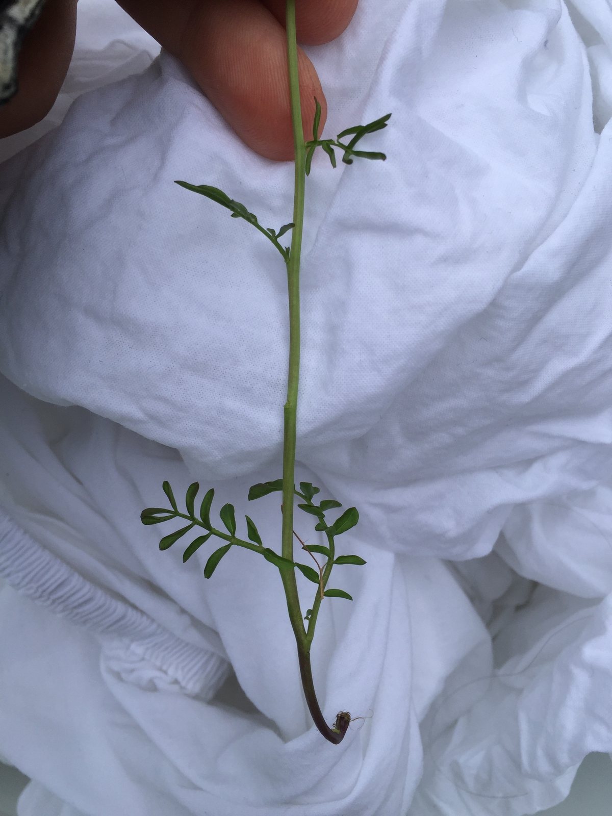 Cuckooflower
