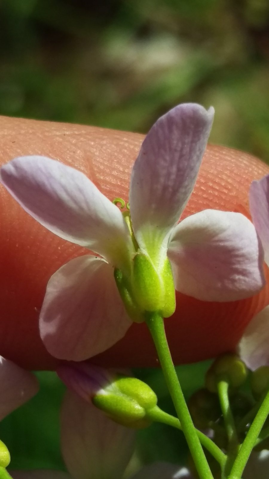 Cuckooflower