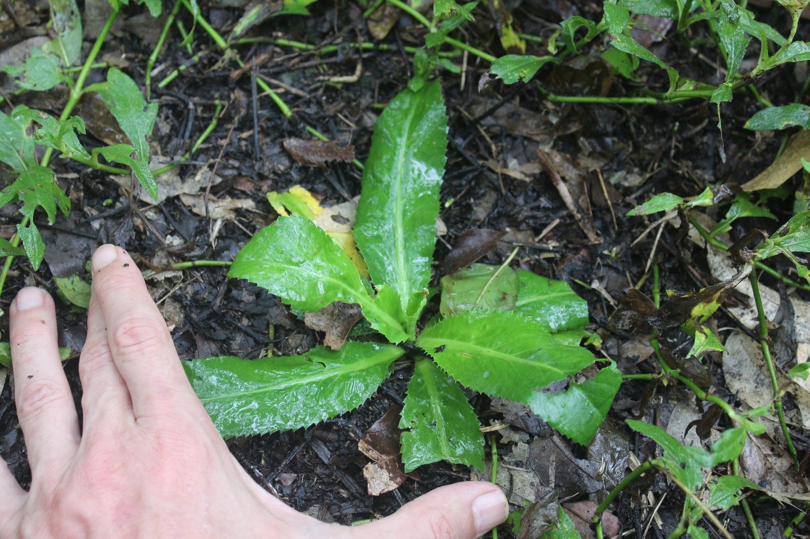 Culantro