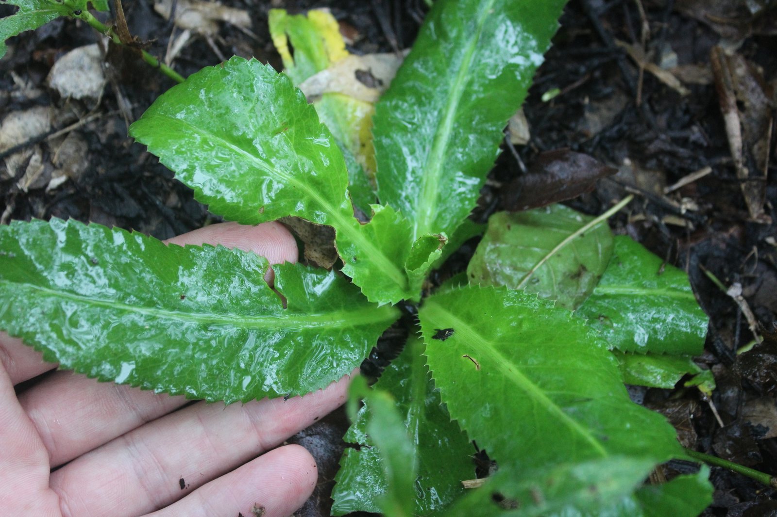 Culantro