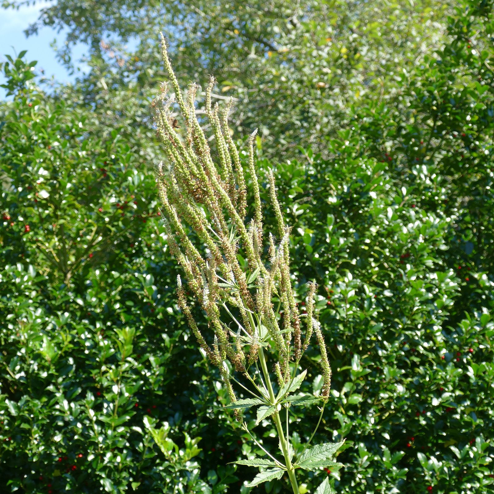 Culver's root