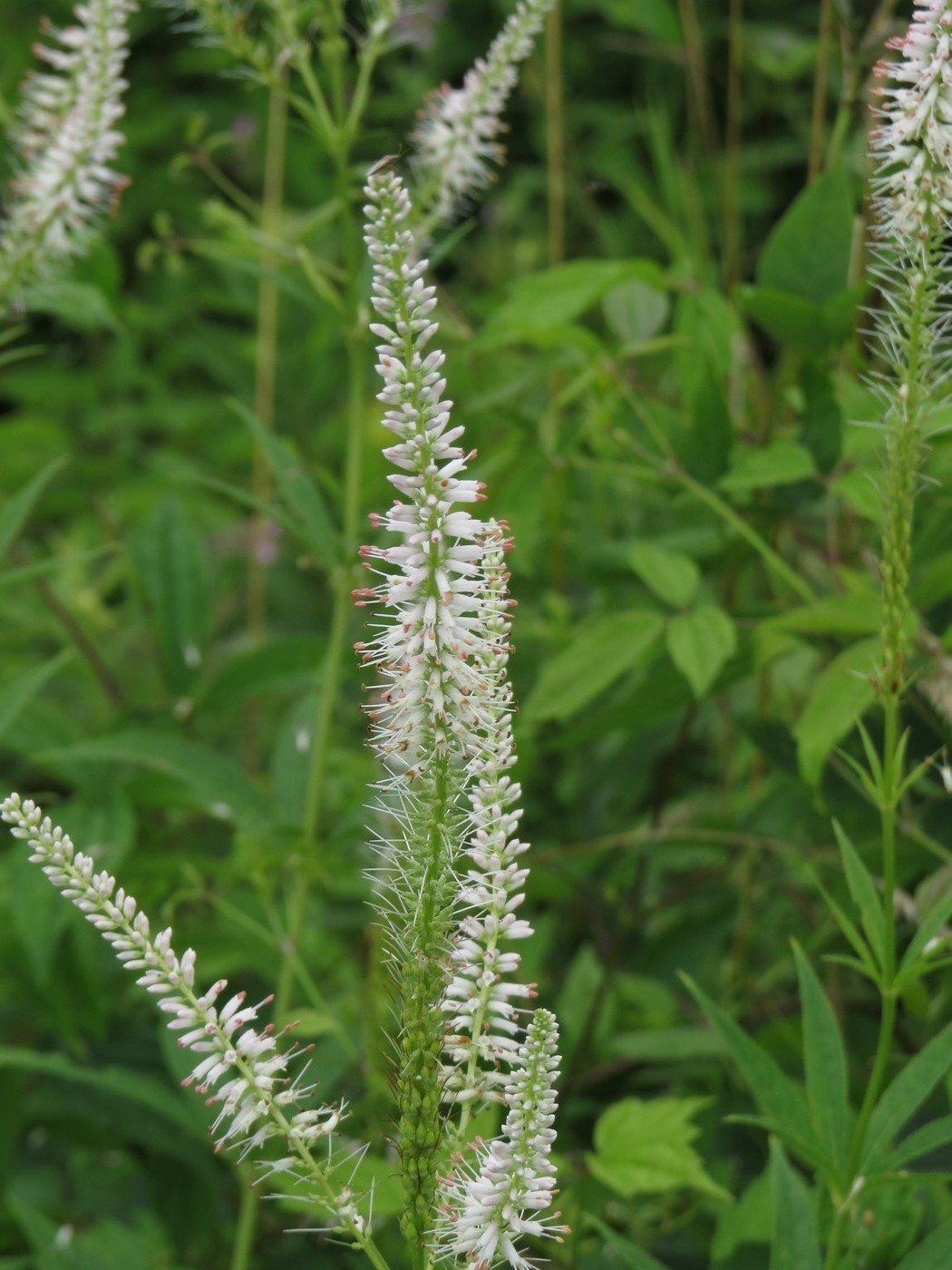 Culver's root