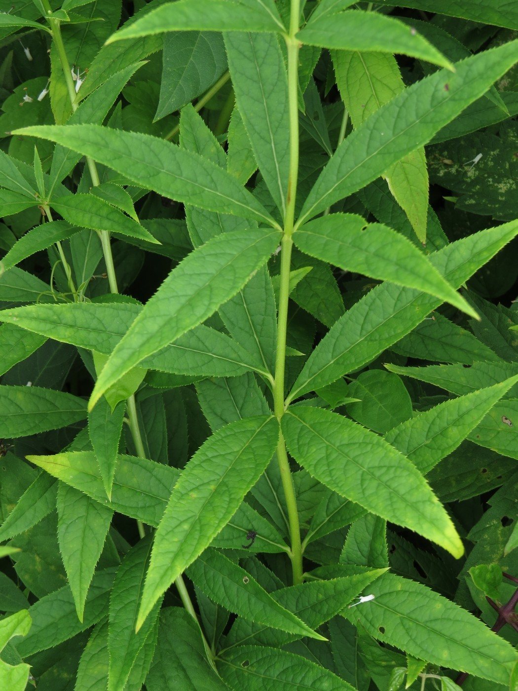 Culver's root