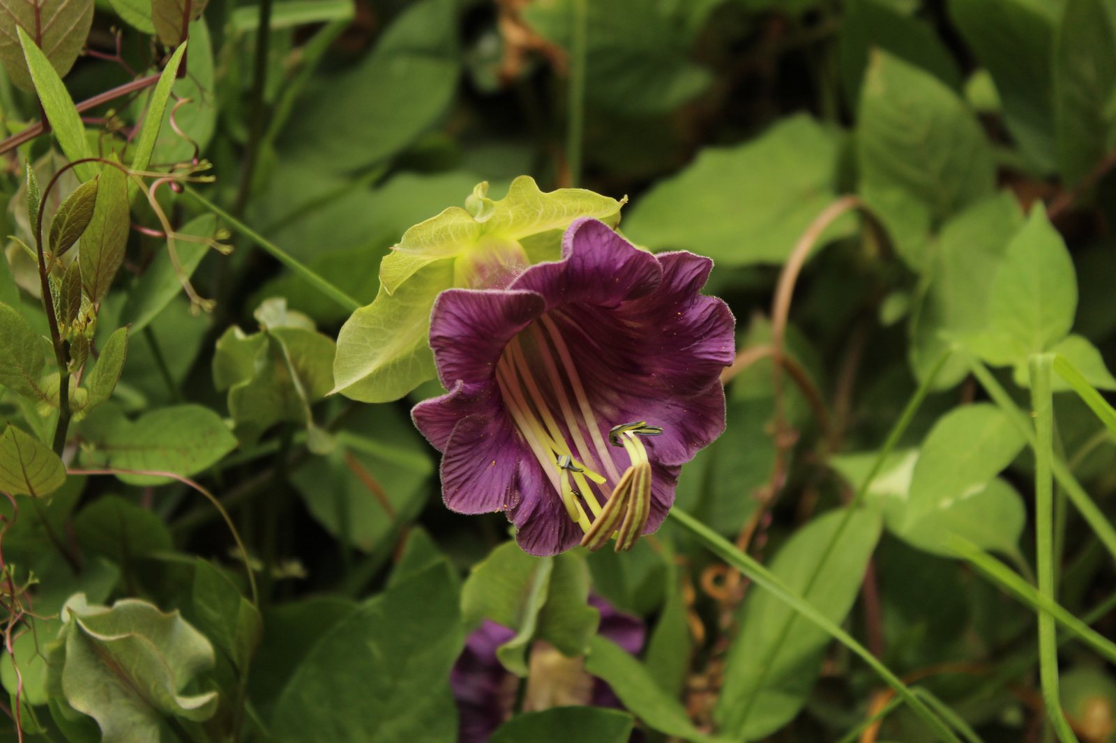 Cup and saucer vine