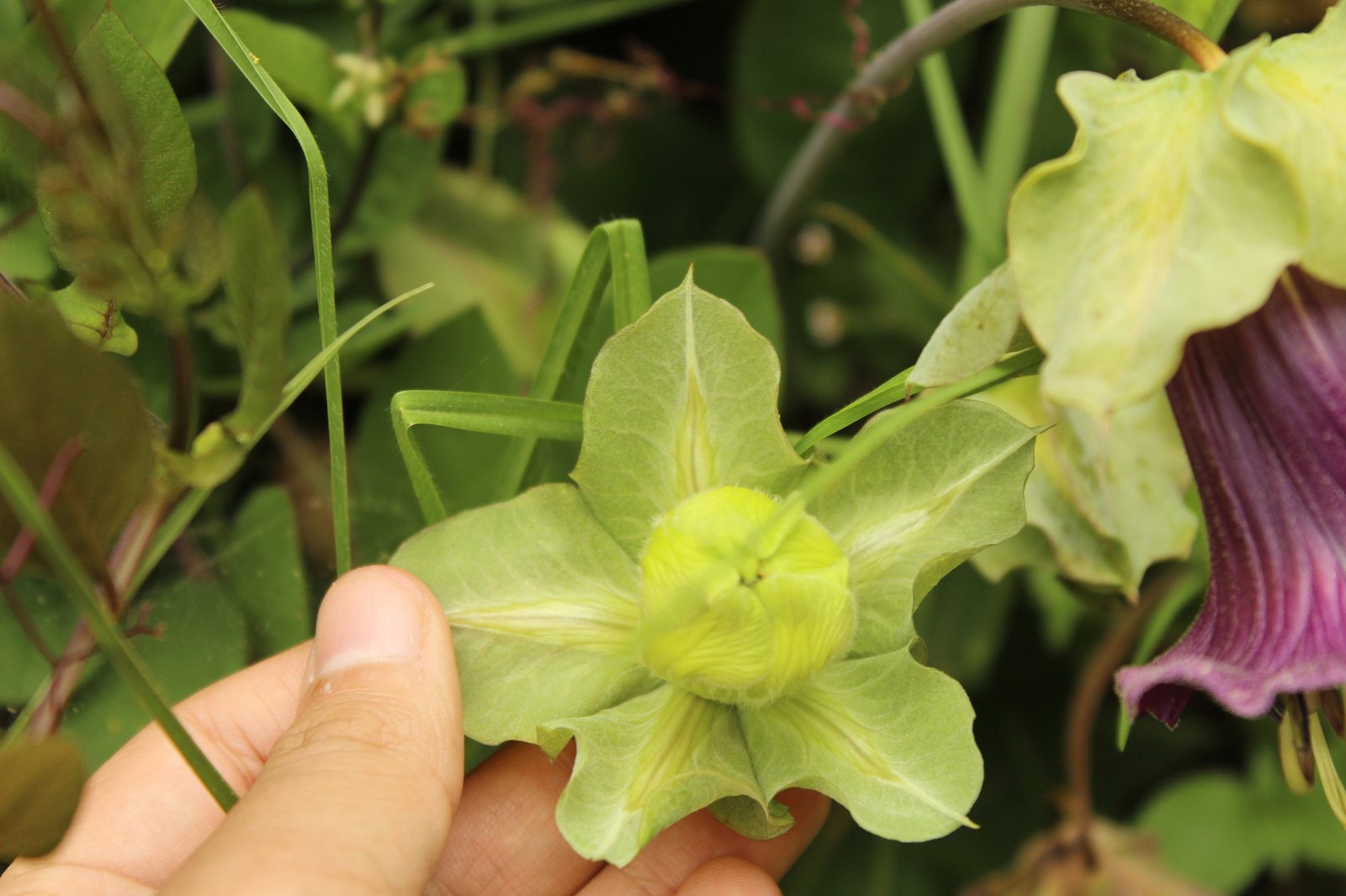 Cup and saucer vine
