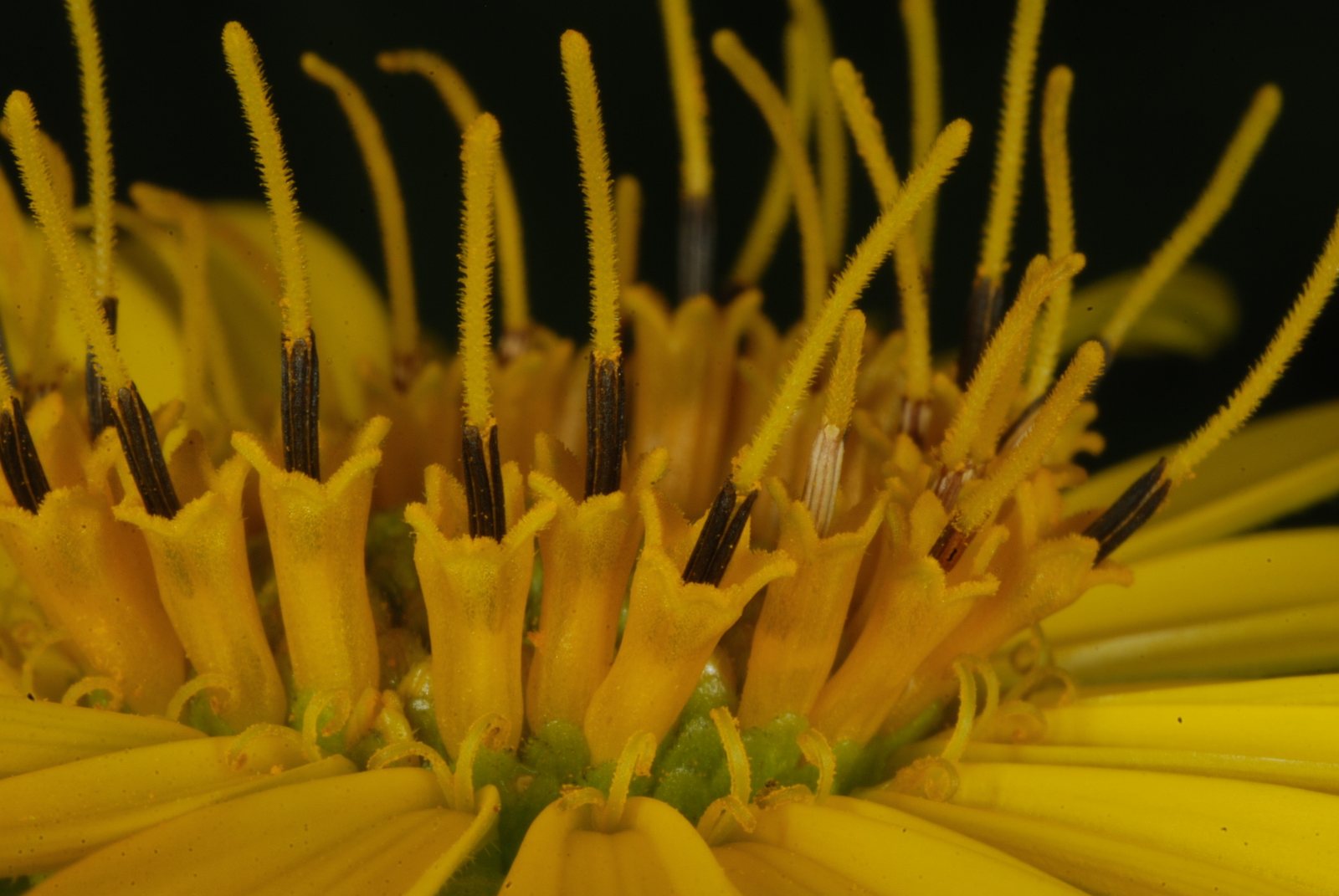Cup plant