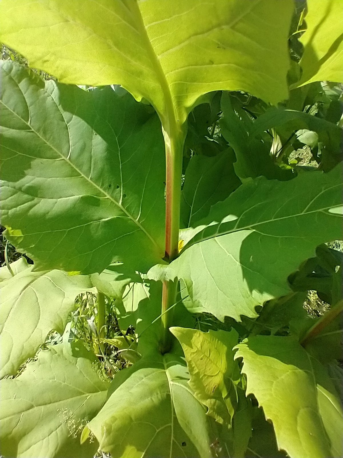 Cup plant