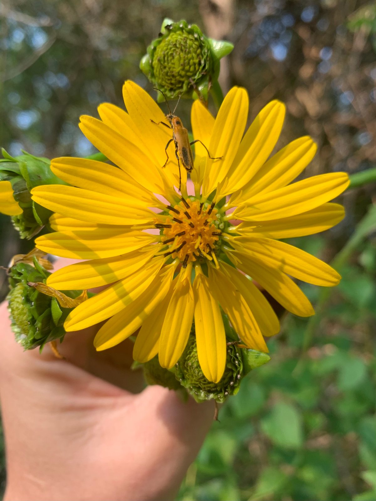 Cup plant