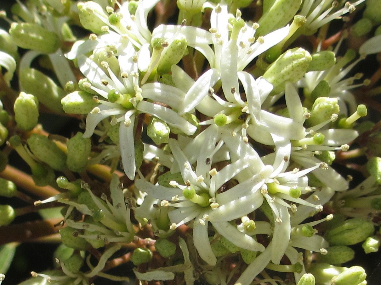 Curry leaf