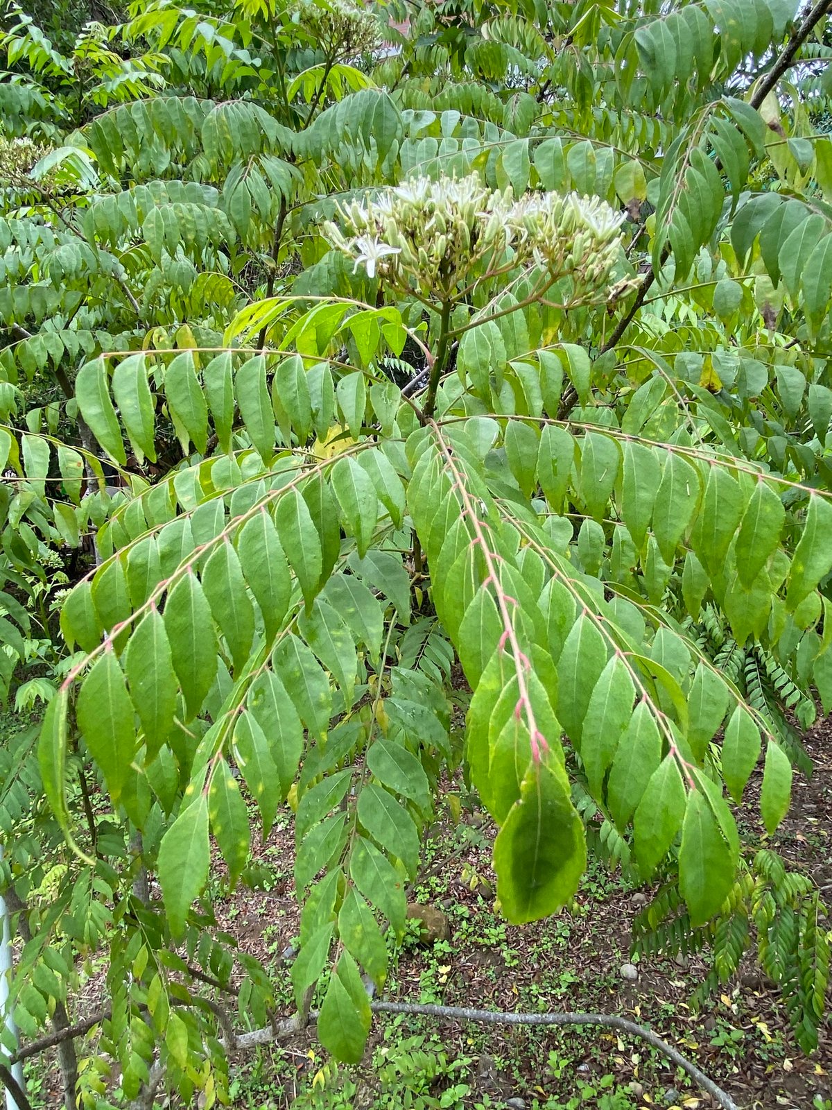 Curry leaf