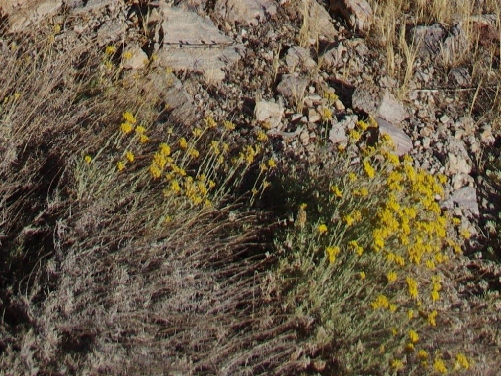 Curry plant