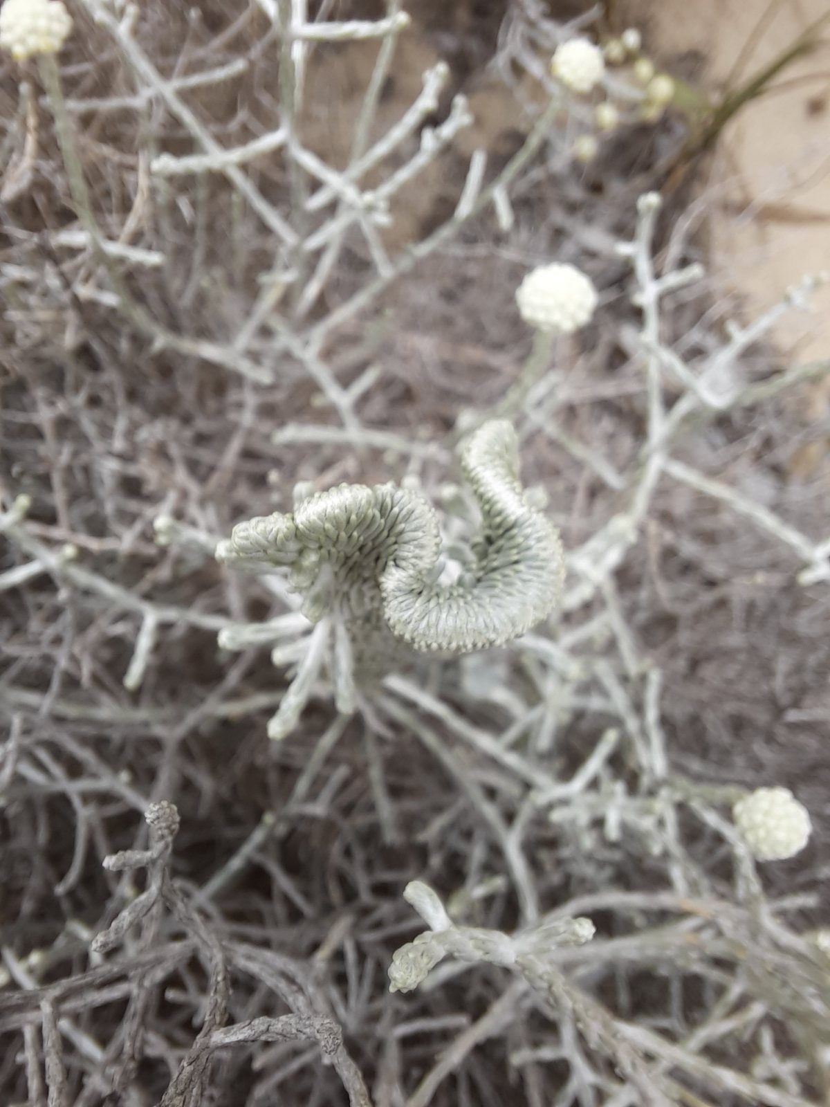 Cushion bush