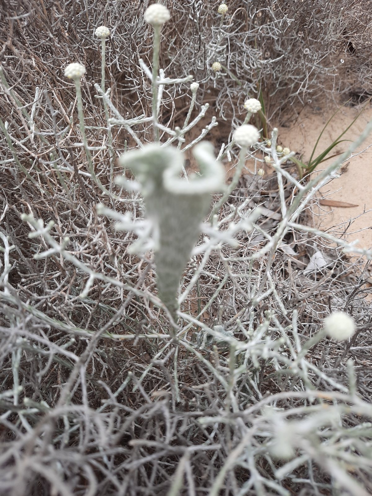 Cushion bush