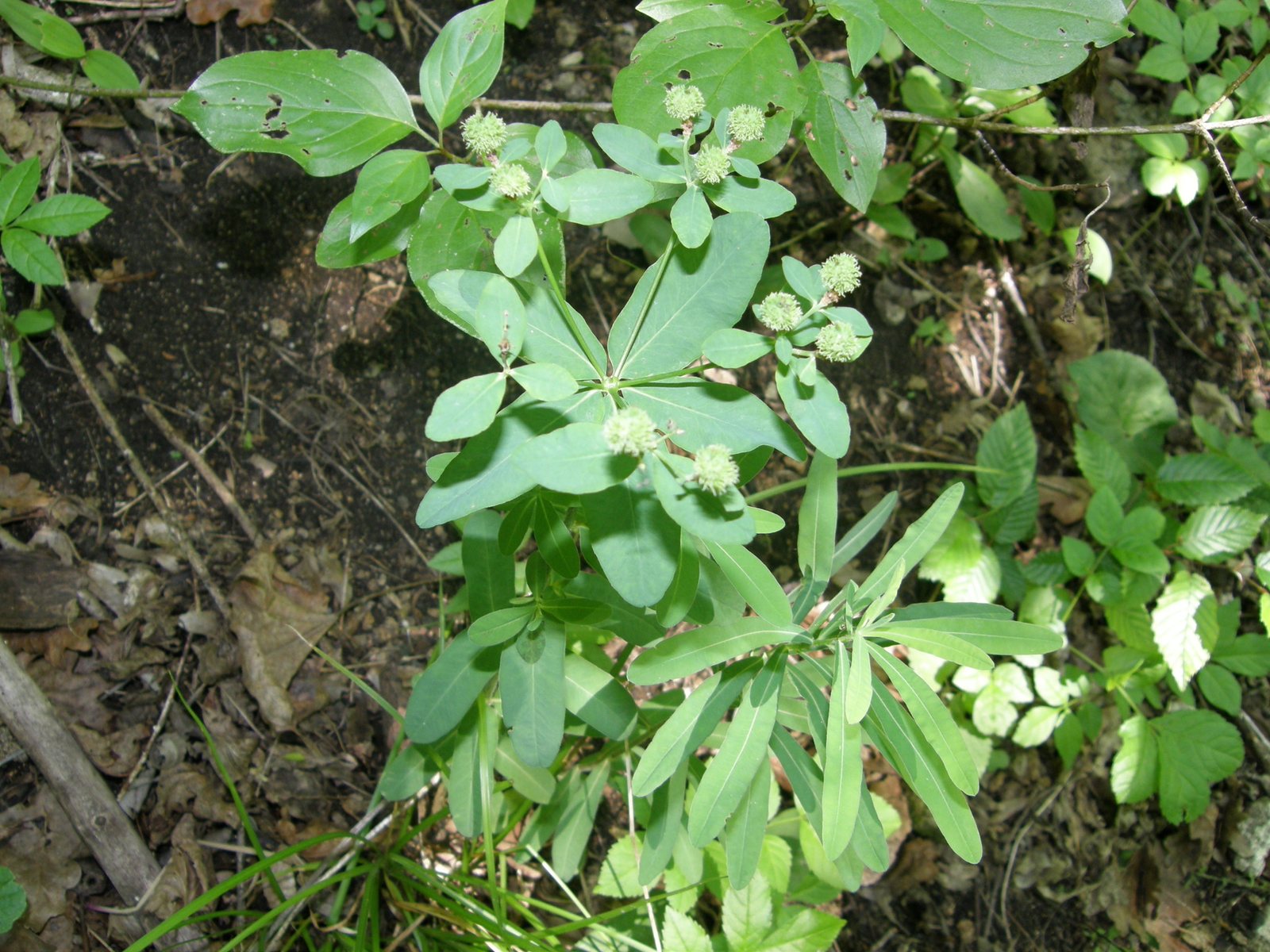 Cushion spurge