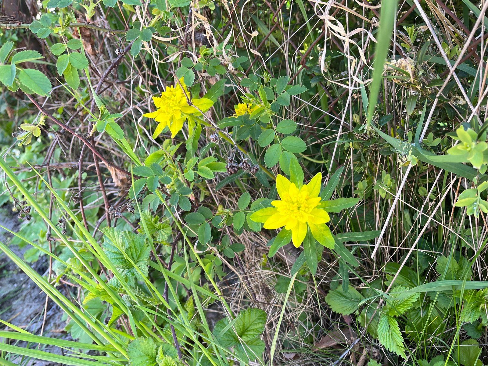 Cushion spurge