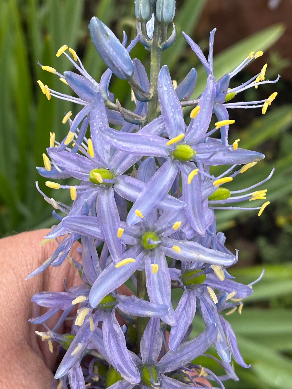 Cusick's camas