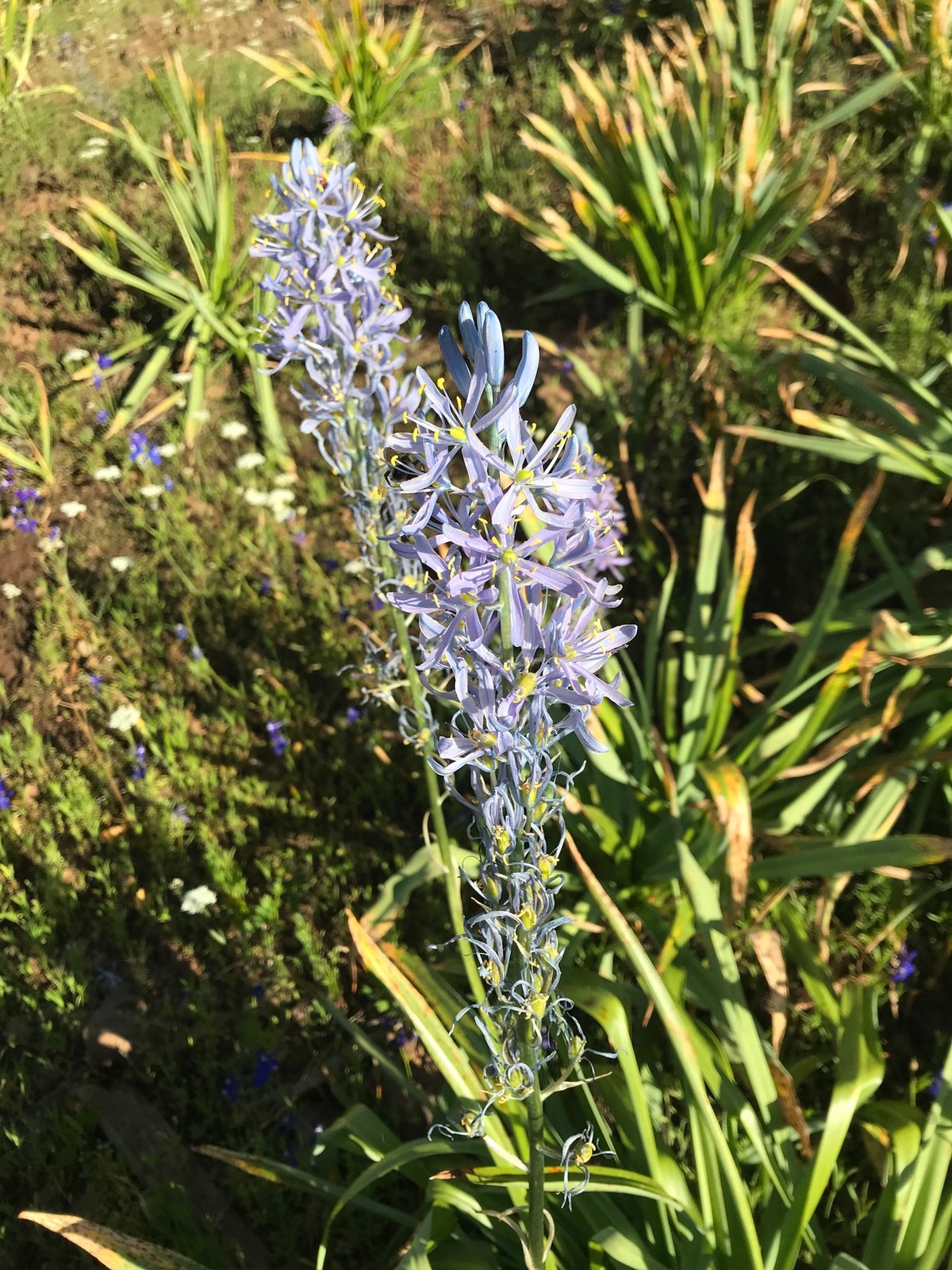 Cusick's camas
