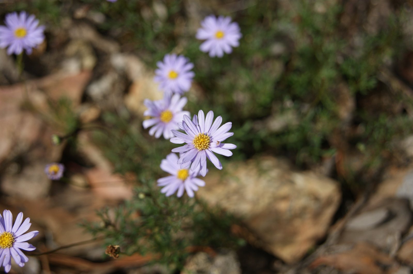 Cut-leaf daisy