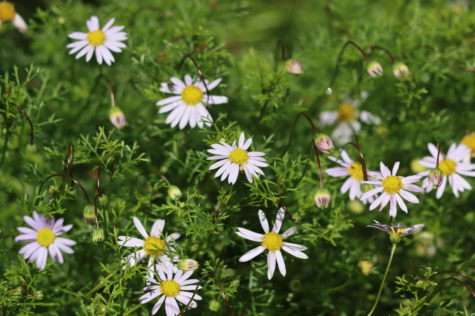 Cut-leaf daisy