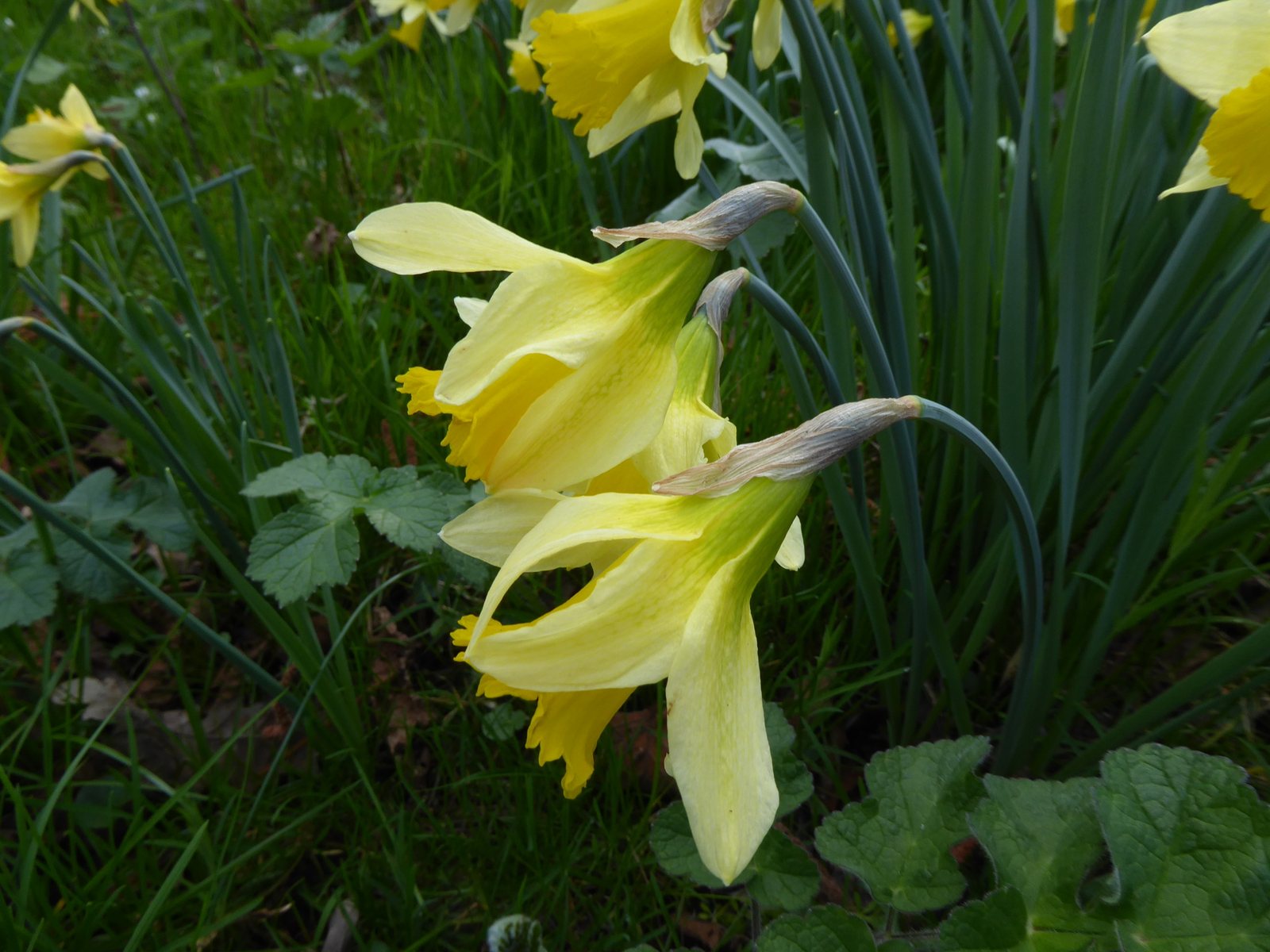Daffodil 'February Gold'