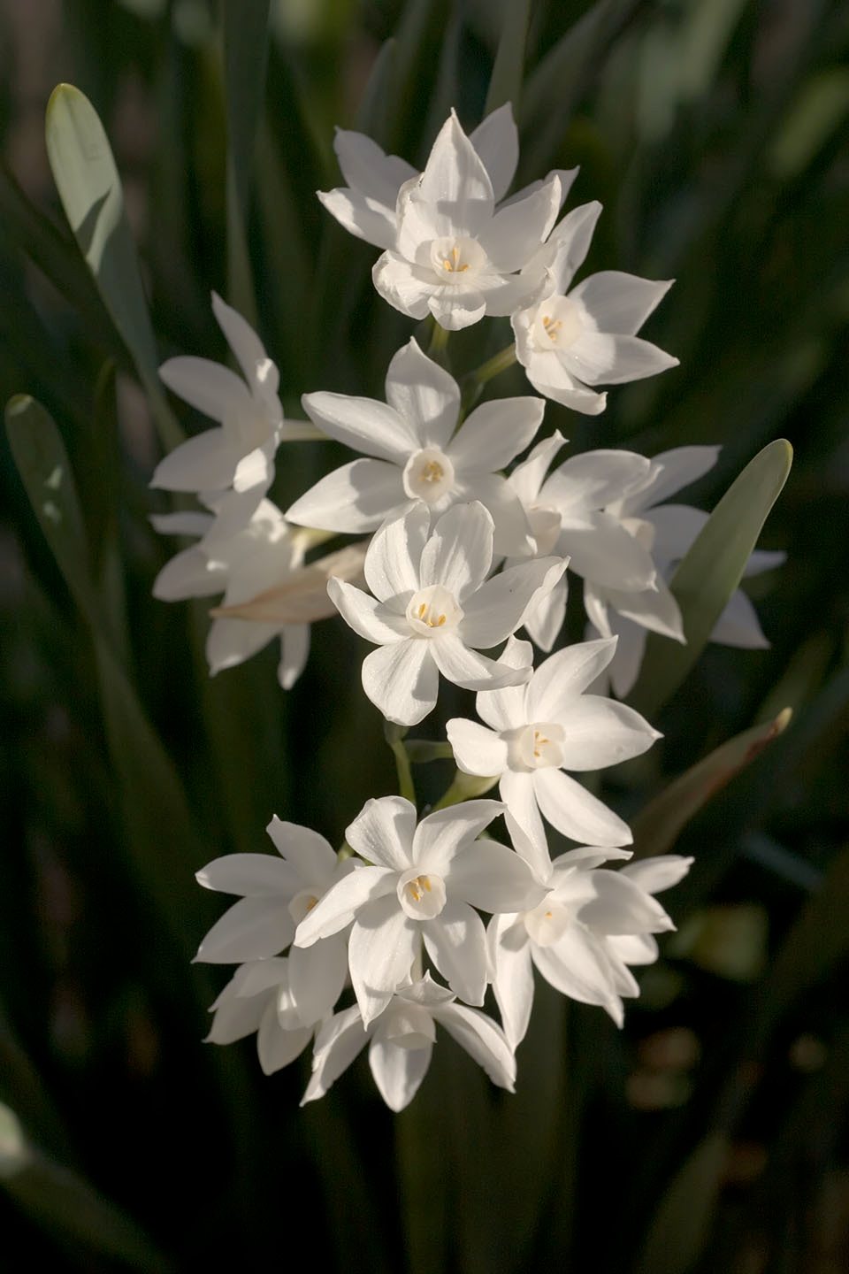 Daffodil 'Ice Follies'